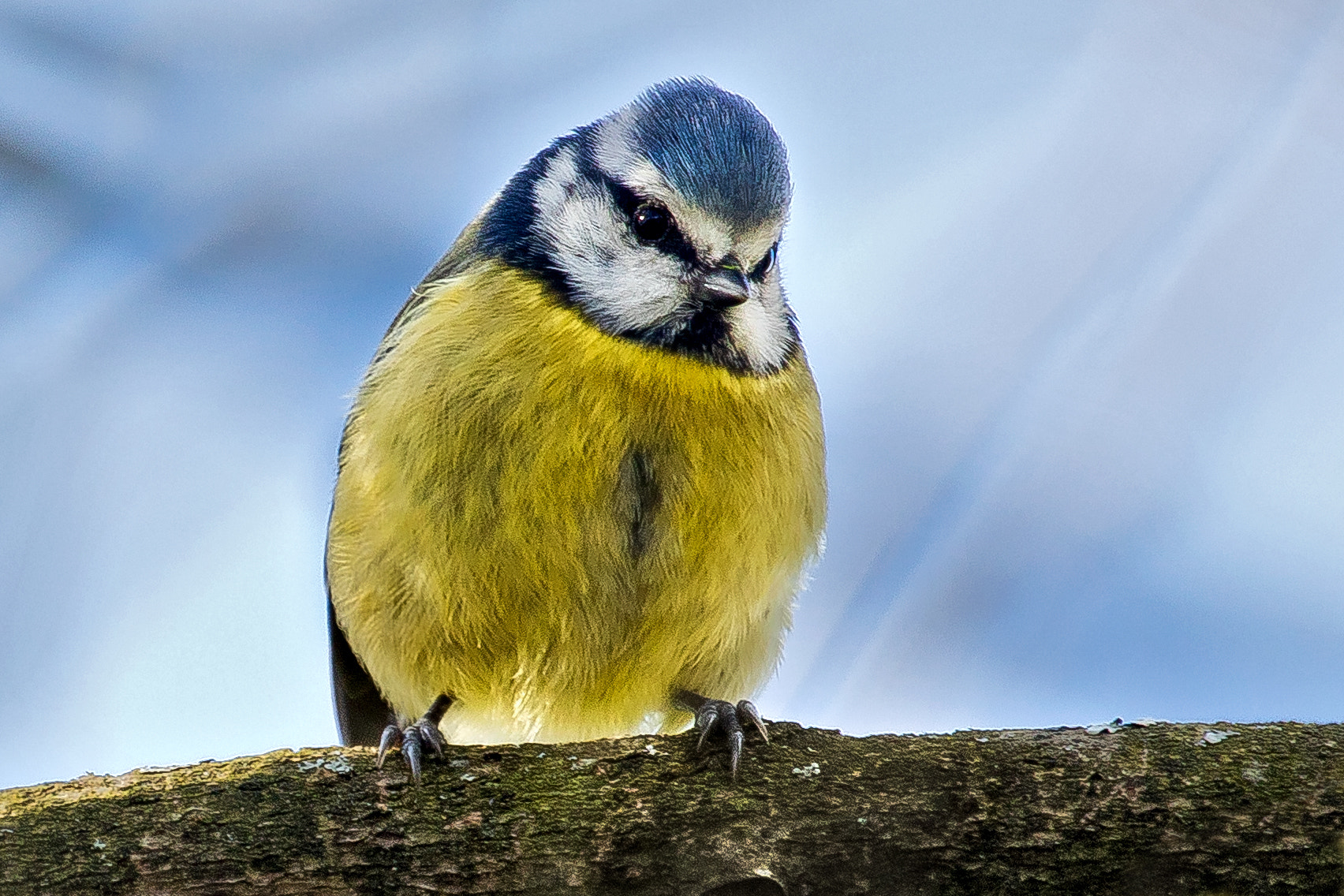 Canon EOS 5D Mark IV + Canon EF 100-400mm F4.5-5.6L IS USM sample photo. Blue tit photography