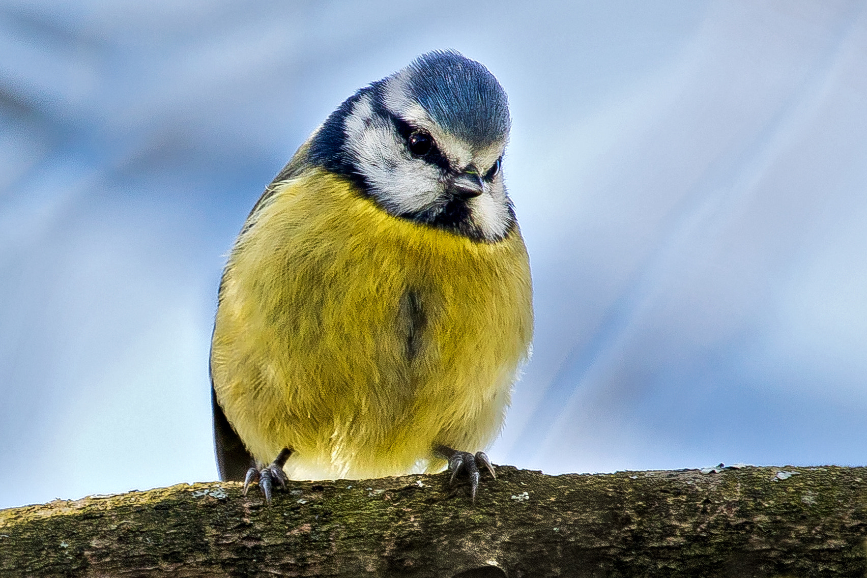 Canon EF 100-400mm F4.5-5.6L IS USM sample photo. Blue tit photography