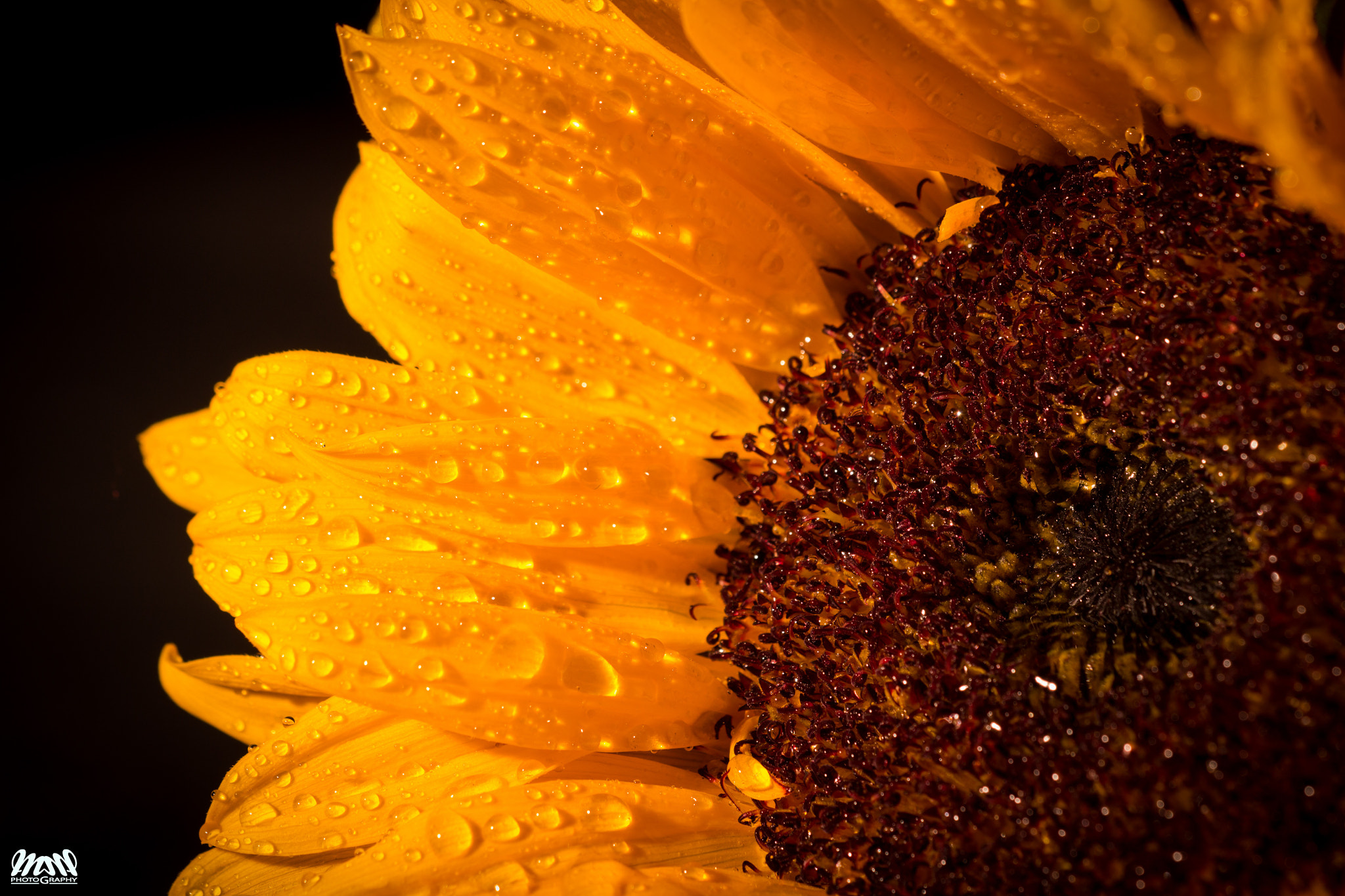 Canon EF 180mm F3.5L Macro USM sample photo. Sunday... photography