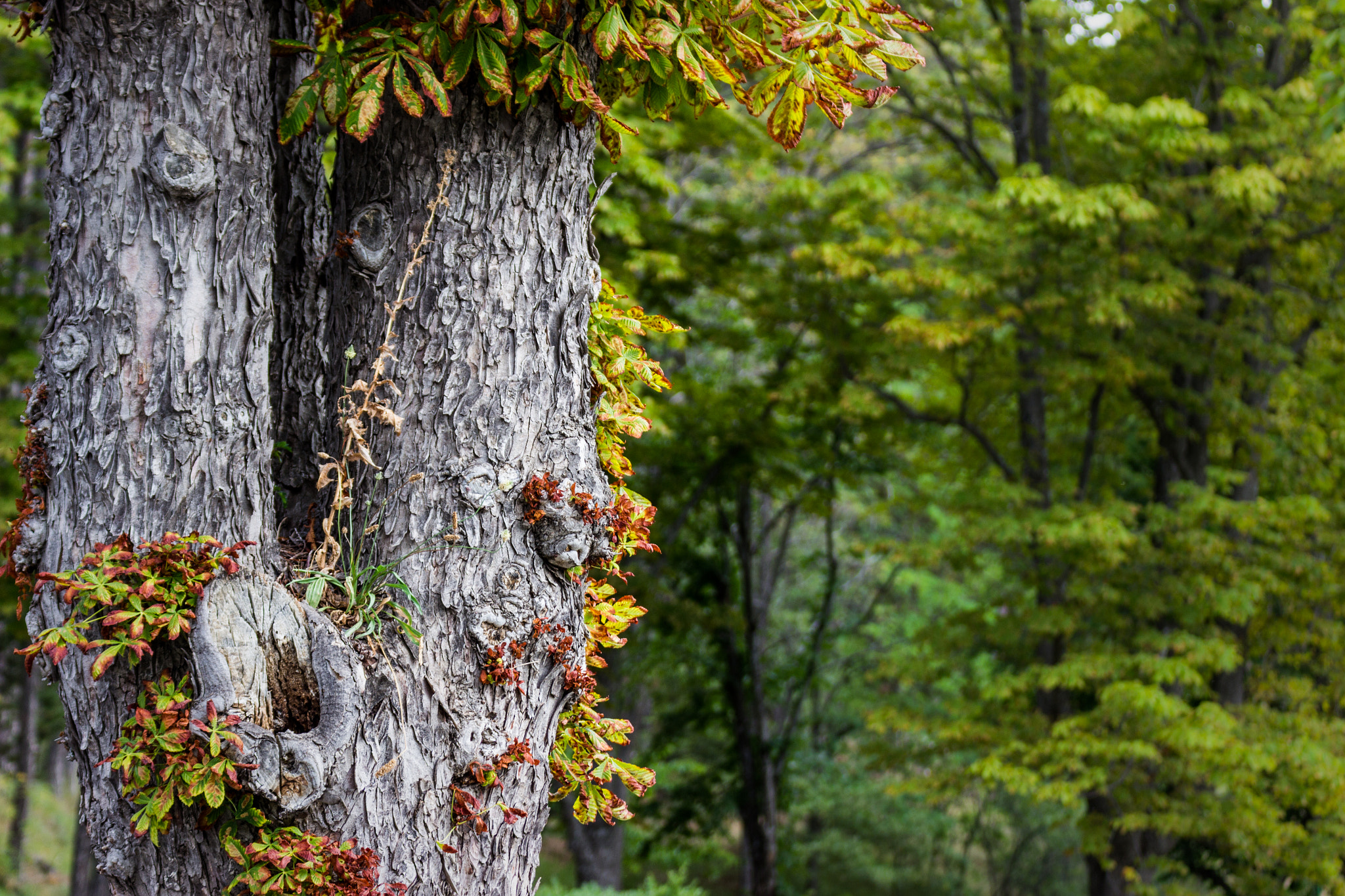 Tamron SP 35mm F1.8 Di VC USD sample photo. Img photography
