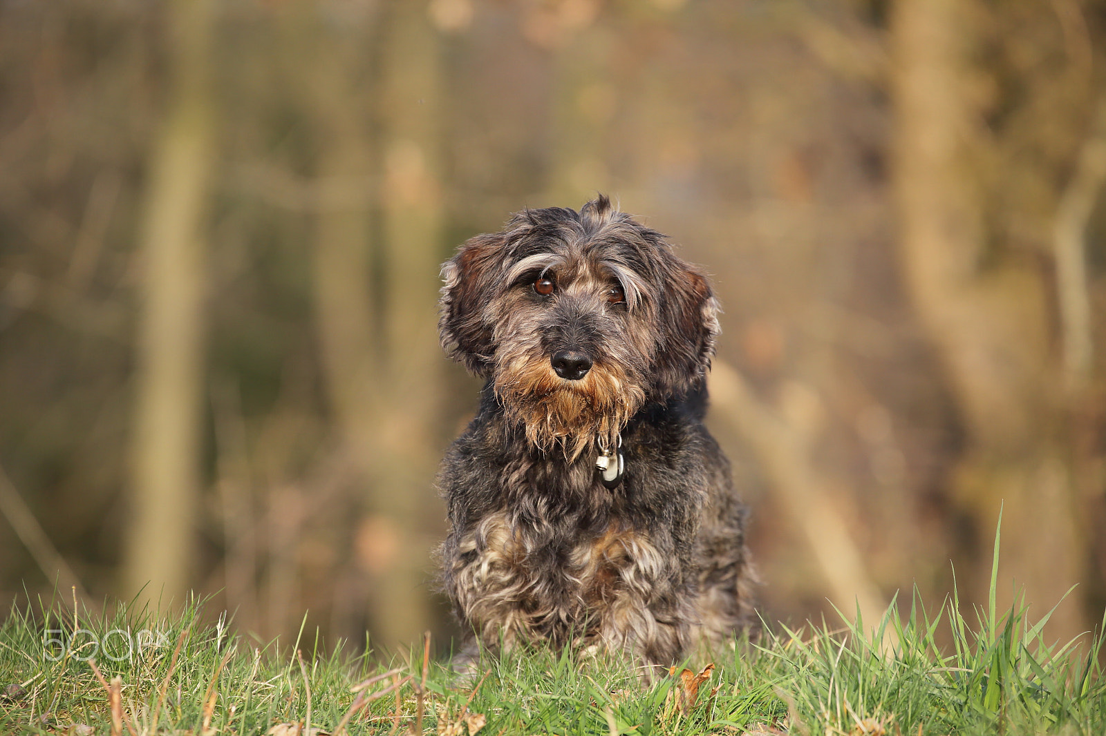 Canon EF 70-300mm F4-5.6L IS USM sample photo. Paul photography