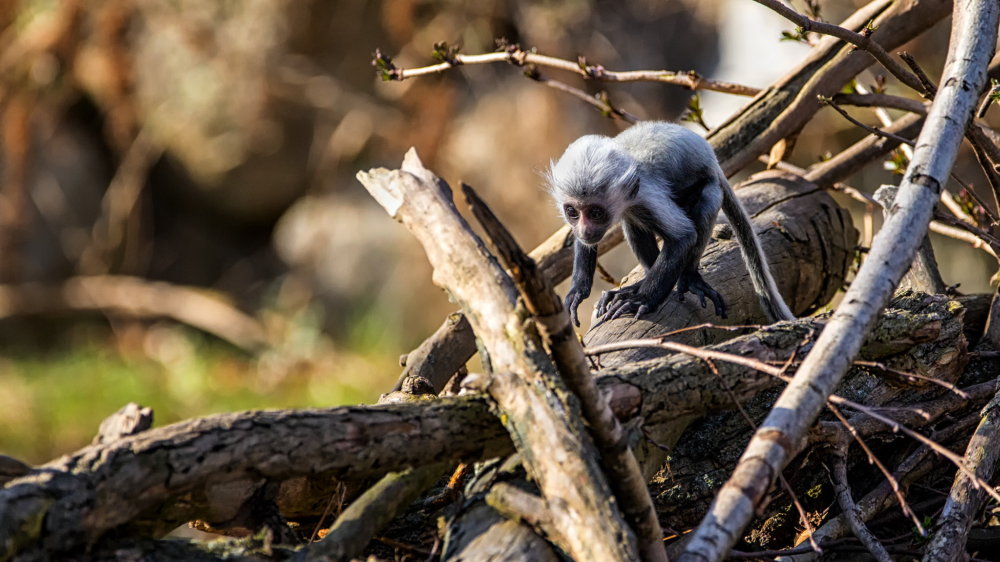 150-600mm F5-6.3 DG OS HSM | Contemporary 015 sample photo. Small and playful.. photography