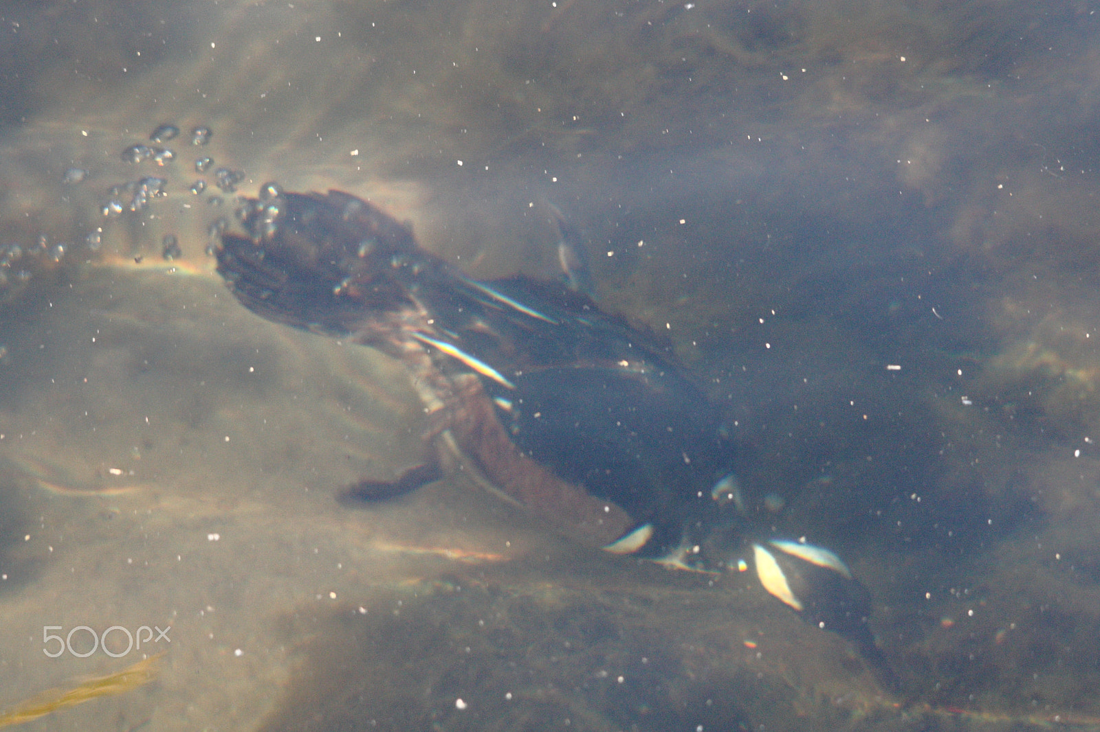 Canon EOS 450D (EOS Rebel XSi / EOS Kiss X2) sample photo. Diving merganser photography