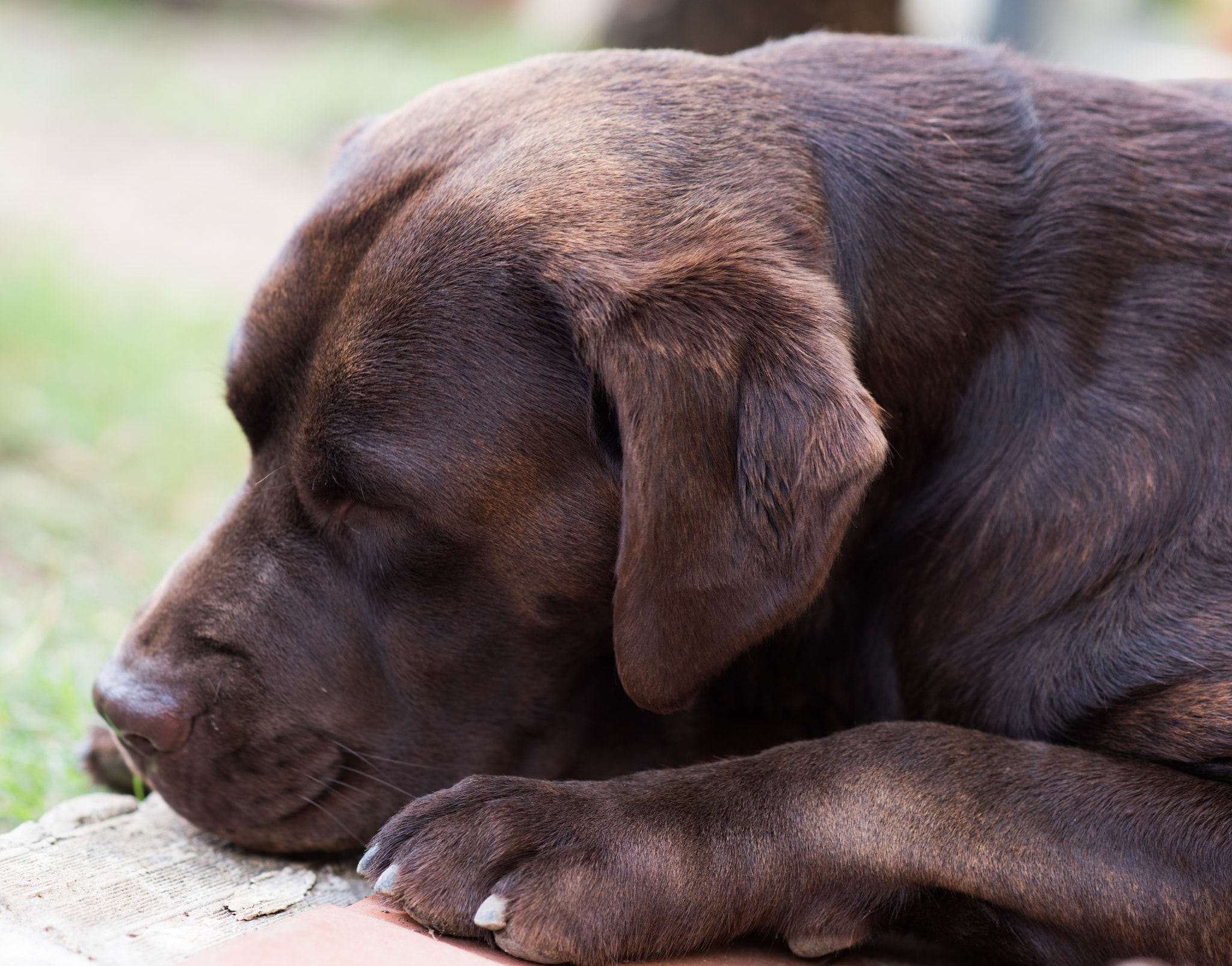 Nikon D810 + Nikon AF-S Nikkor 85mm F1.8G sample photo. Dsc_0039.jpg photography