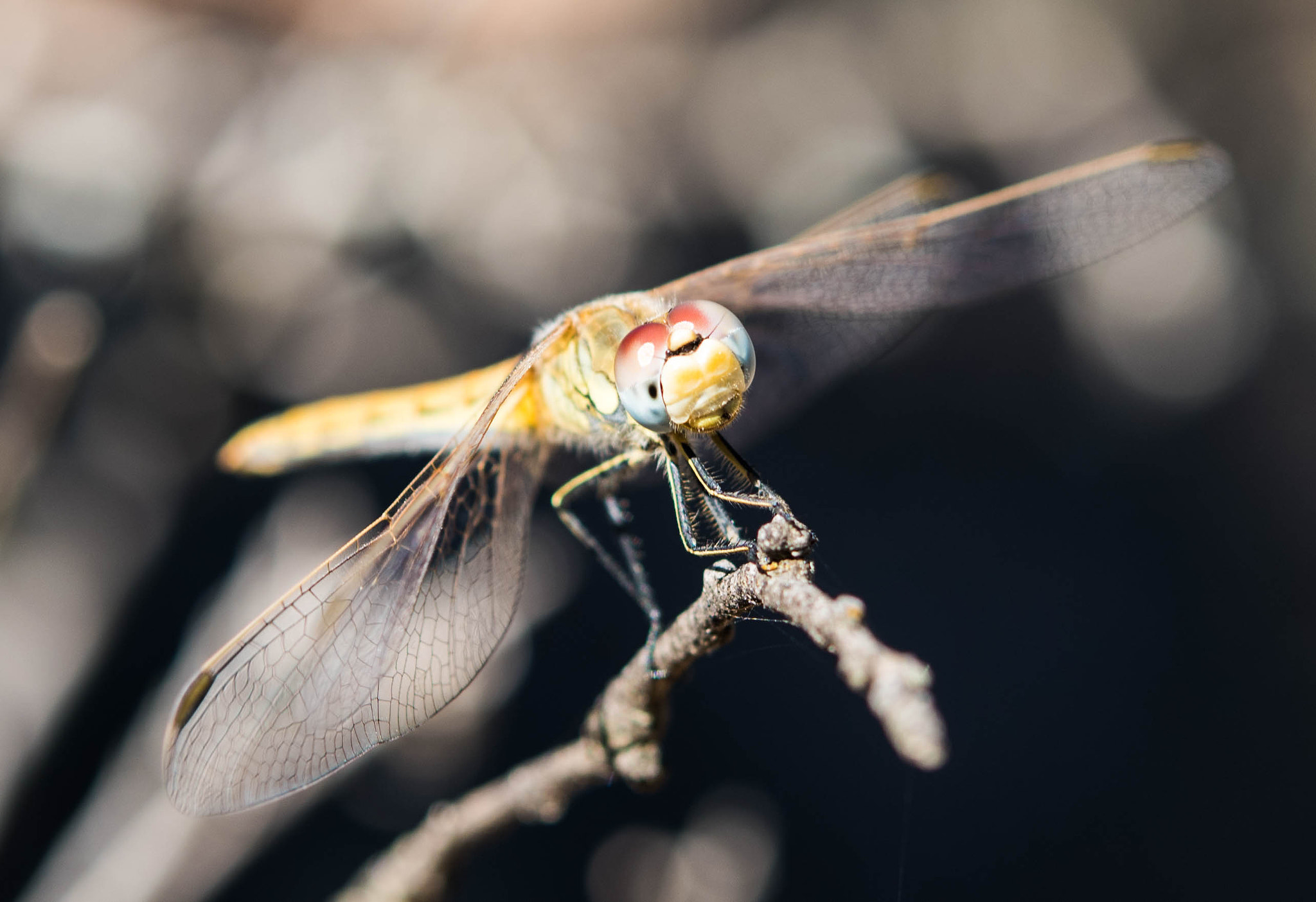 Nikon AF-S Micro-Nikkor 60mm F2.8G ED sample photo. Max_1670.jpg photography