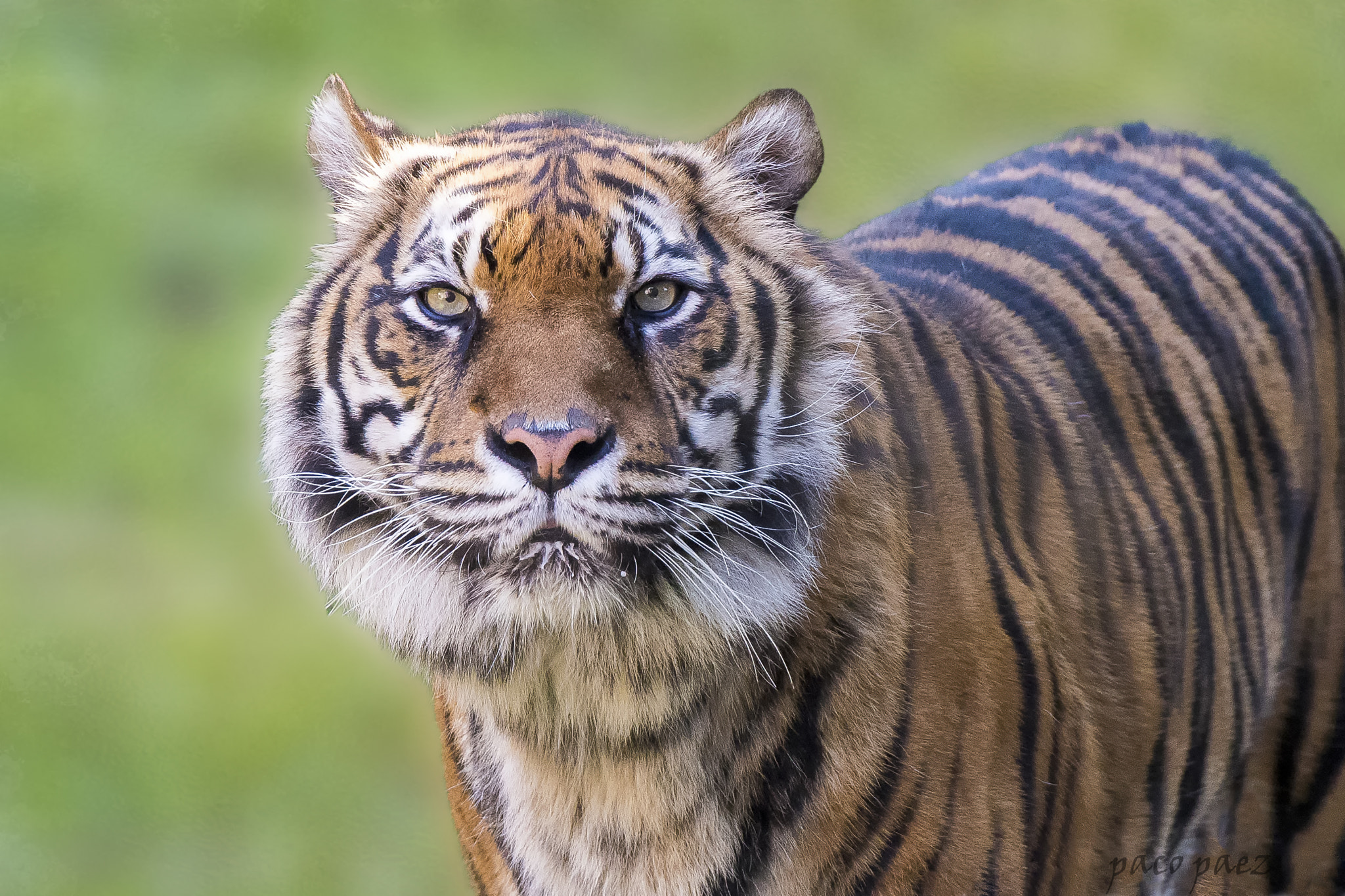 Nikon AF-S Nikkor 70-200mm F2.8G ED VR II sample photo. Tigre photography