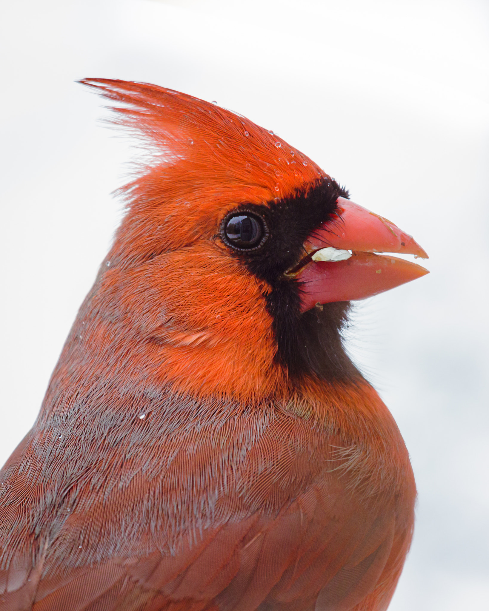 Canon EOS 7D Mark II + Canon EF 100-400mm F4.5-5.6L IS USM sample photo. Spring northern cardinal photography