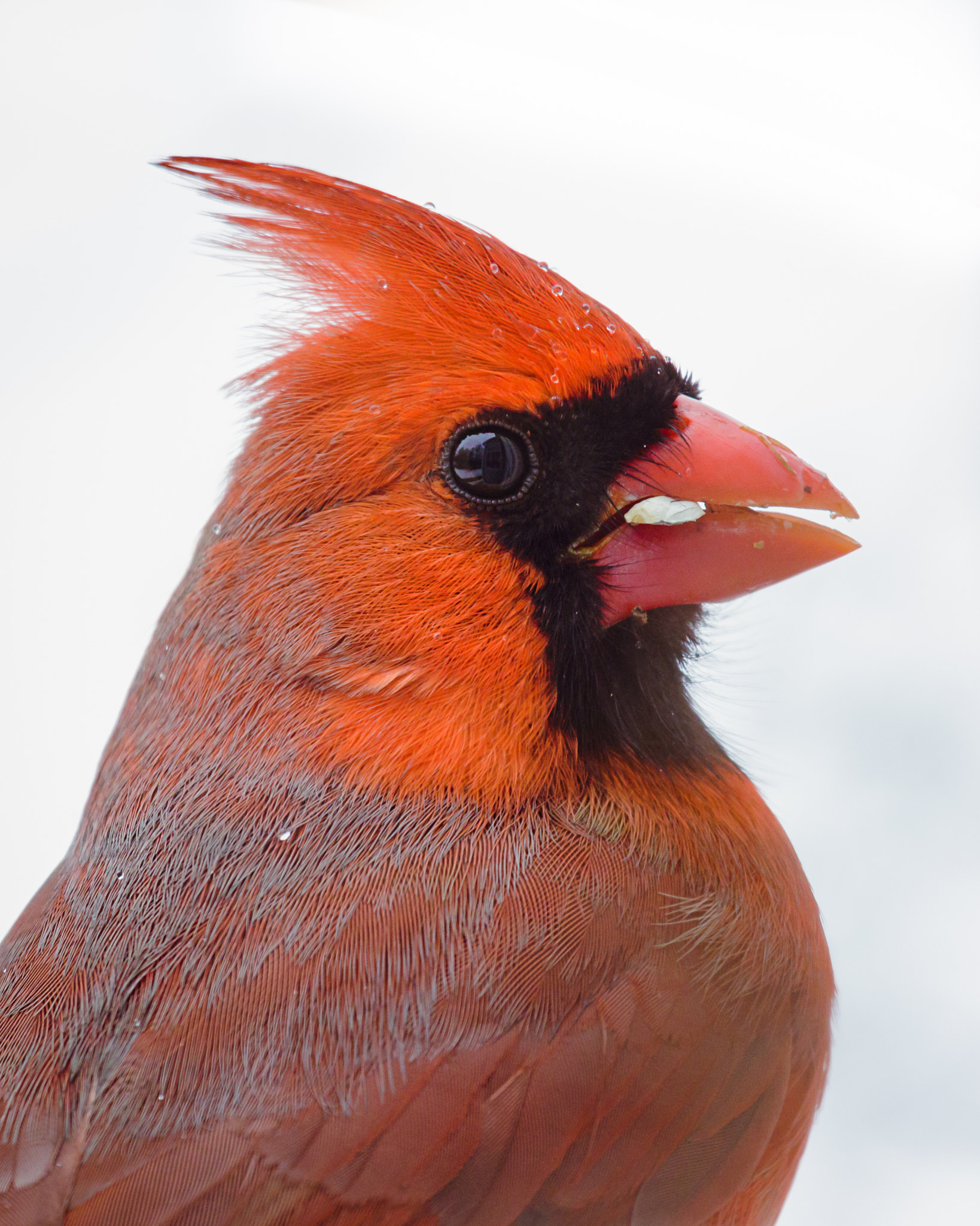 Canon EF 100-400mm F4.5-5.6L IS USM sample photo. Spring northern cardinal photography