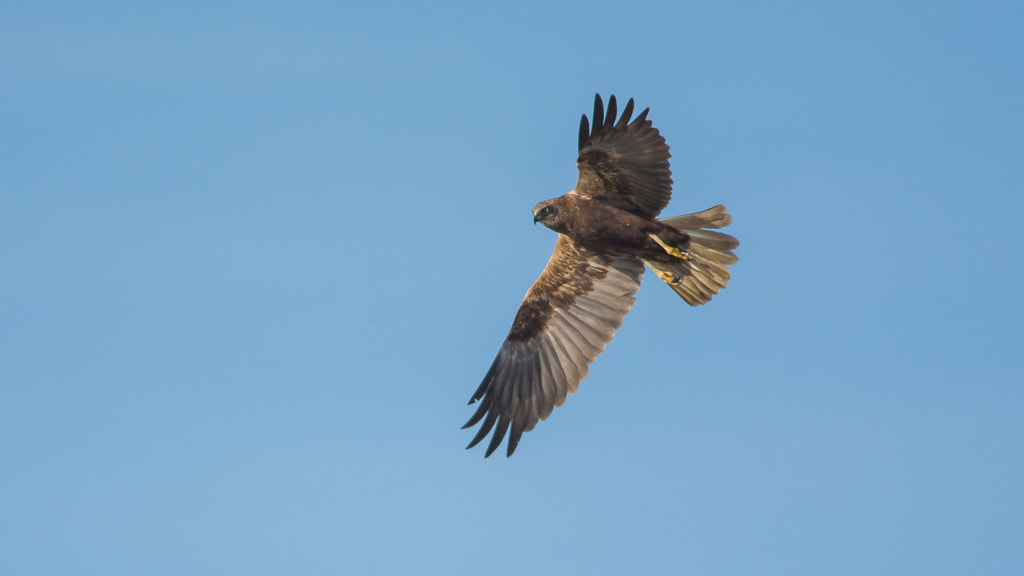 Nikon D7100 sample photo. Marsh harrier photography