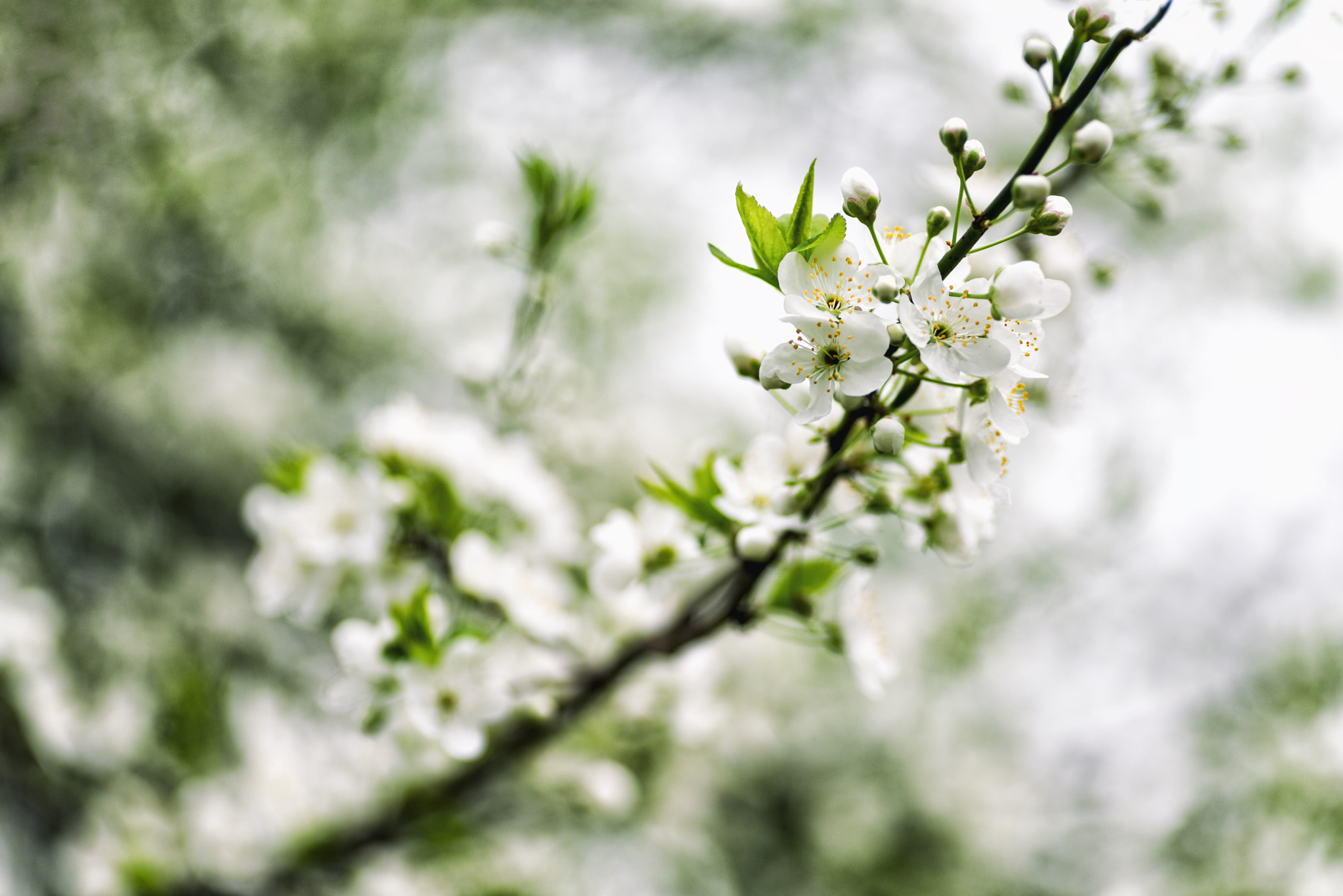 Tamron SP AF 90mm F2.8 Di Macro sample photo. Spring blossom photography