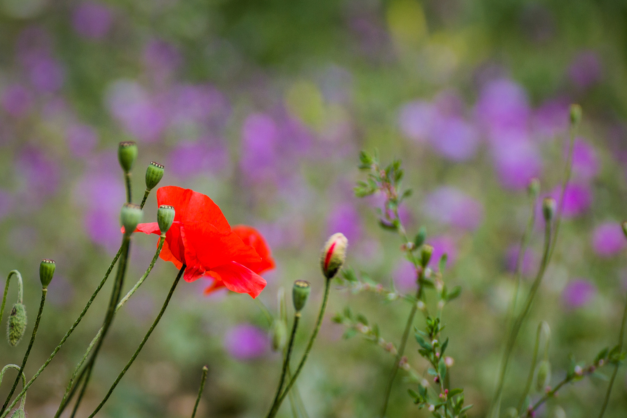 Tamron SP 35mm F1.8 Di VC USD sample photo. Img photography