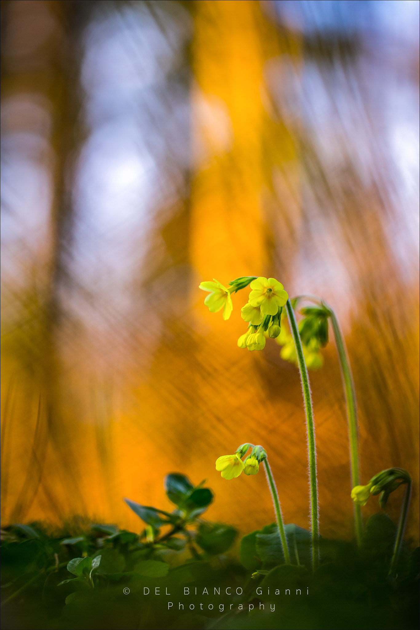 Canon EOS-1D X Mark II + Canon EF 100mm F2.8L Macro IS USM sample photo. Cowslip photography