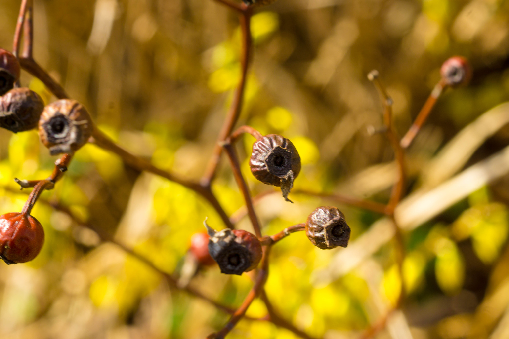 MACRO 50mm F2.8 sample photo. Frühling photography