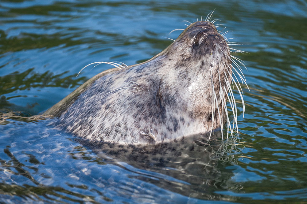 Fujifilm XF 100-400mm F4.5-5.6 R LM OIS WR sample photo. Breathe !!! photography