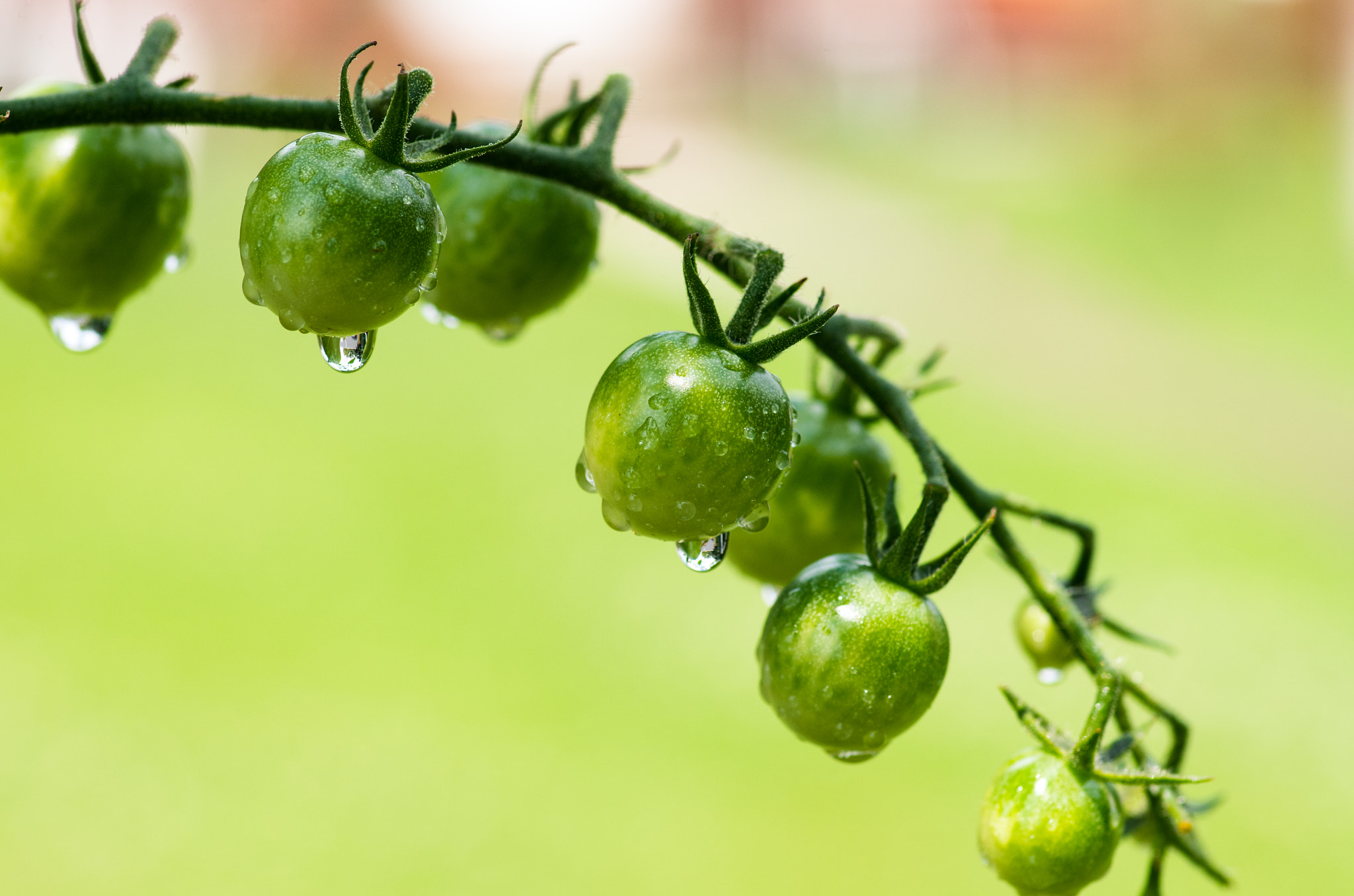 Pentax K-50 + Pentax smc D-FA 100mm F2.8 Macro WR sample photo. Cherry tomato photography