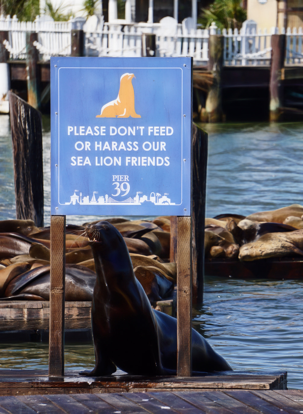 Sony Alpha NEX-7 sample photo. Don't feed the seals photography