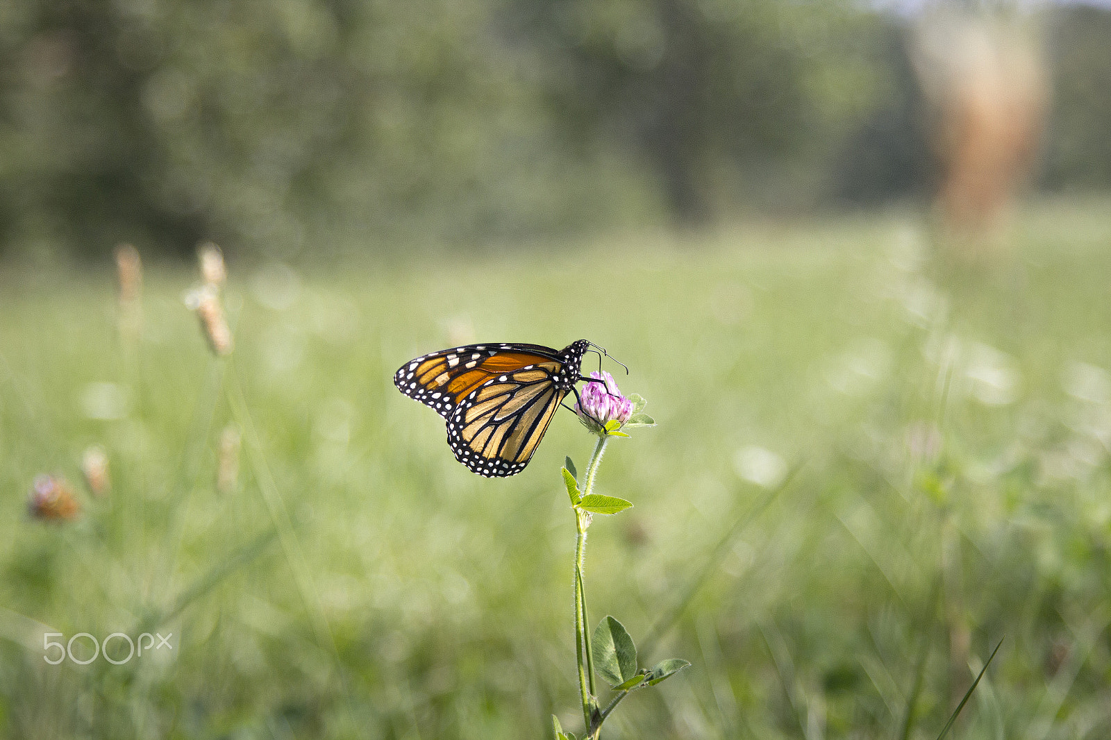 Canon EF 24-105mm F4L IS USM sample photo. Butterfly 1 photography