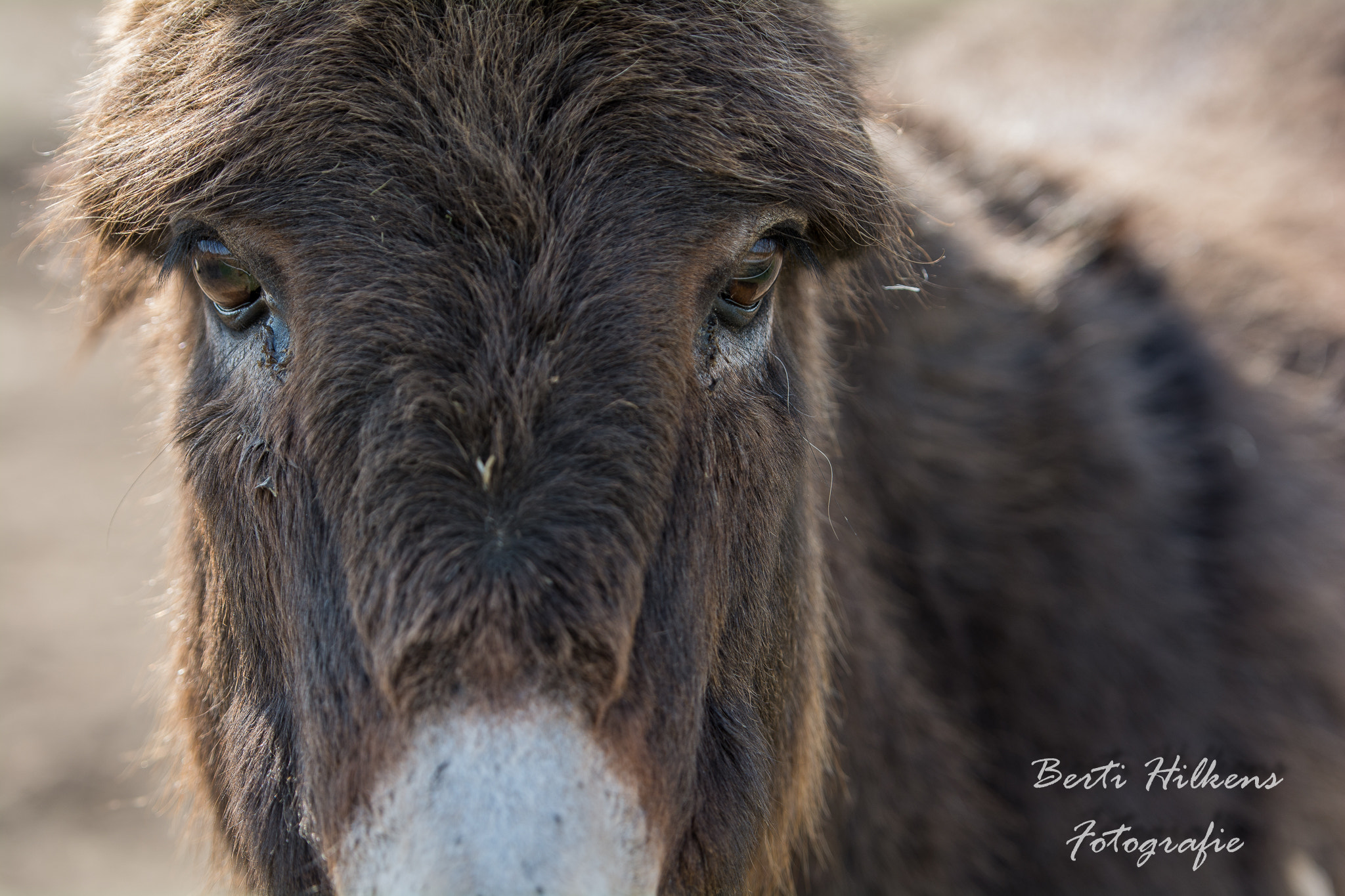 Tamron SP 70-200mm F2.8 Di VC USD sample photo. Donkey photography