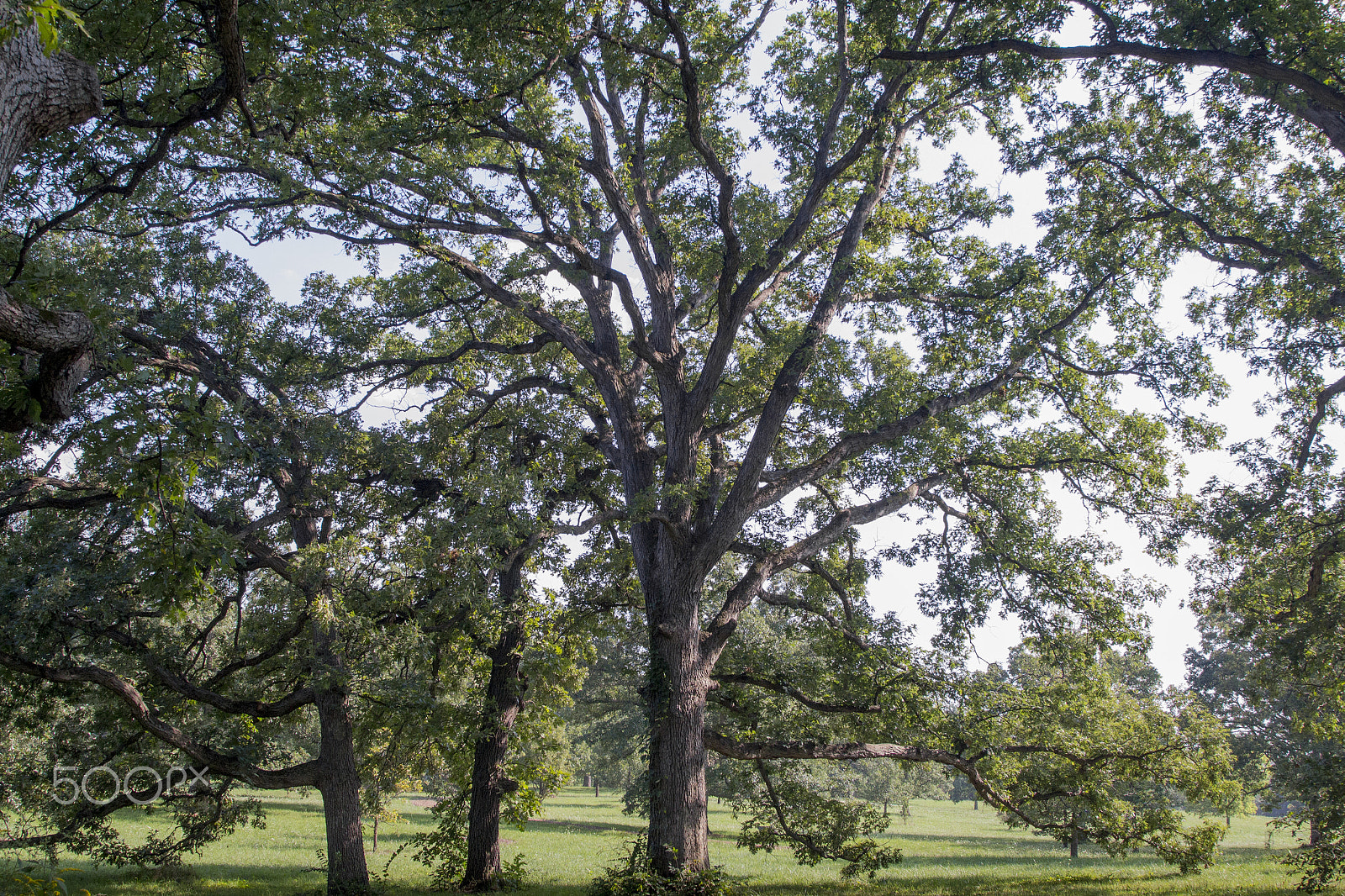 Canon EF 24-105mm F4L IS USM sample photo. Fairytale tree photography