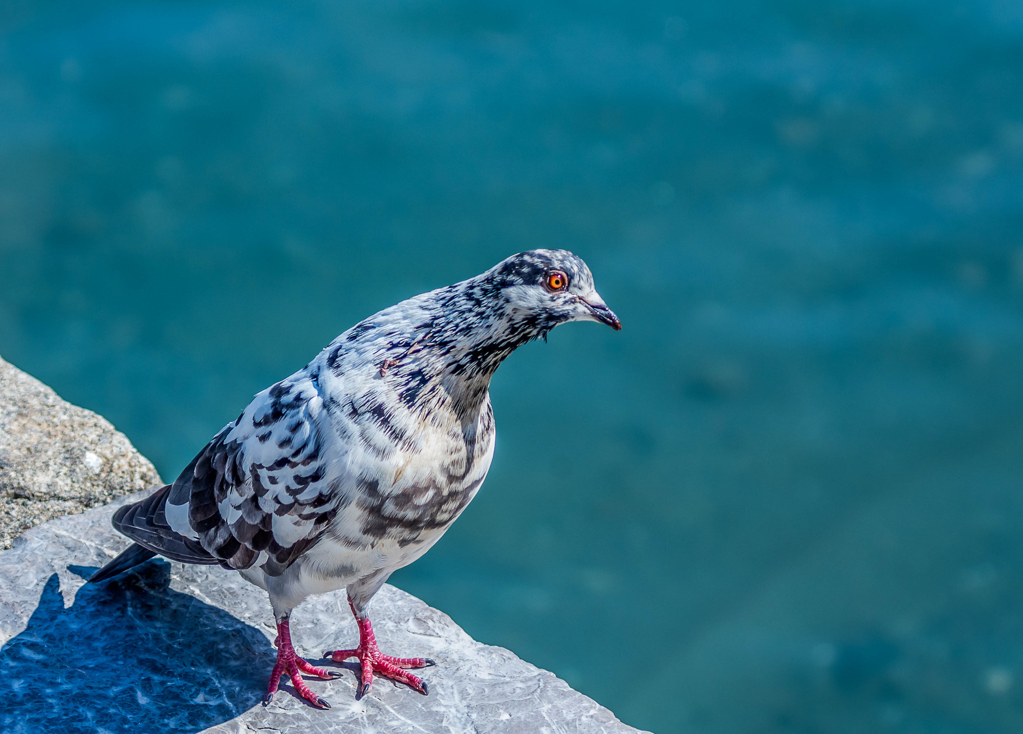 Pentax K-5 II sample photo. Pigeon en bord de plage photography