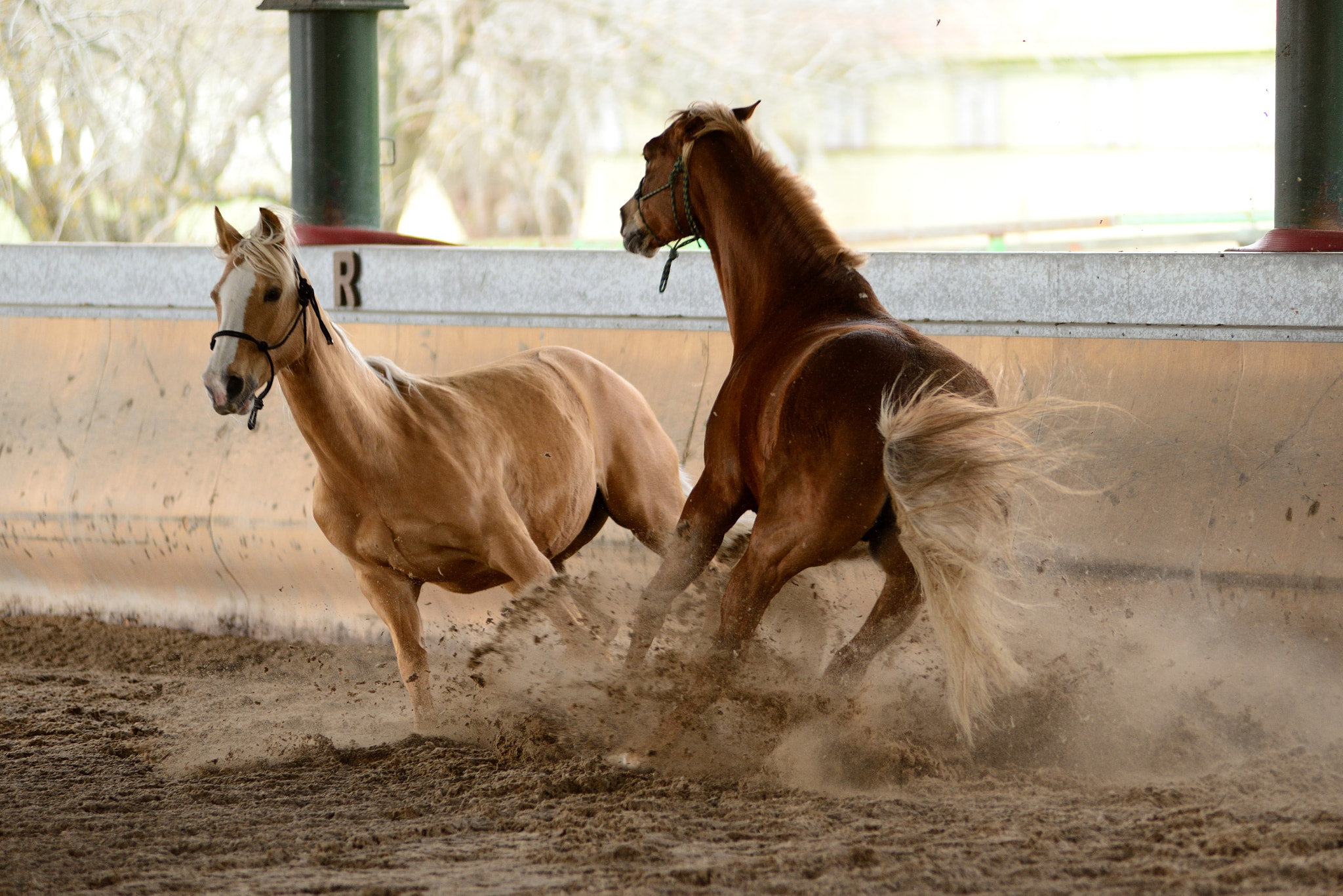 Nikon AF-Nikkor 80-200mm F2.8D ED sample photo. Horse power photography