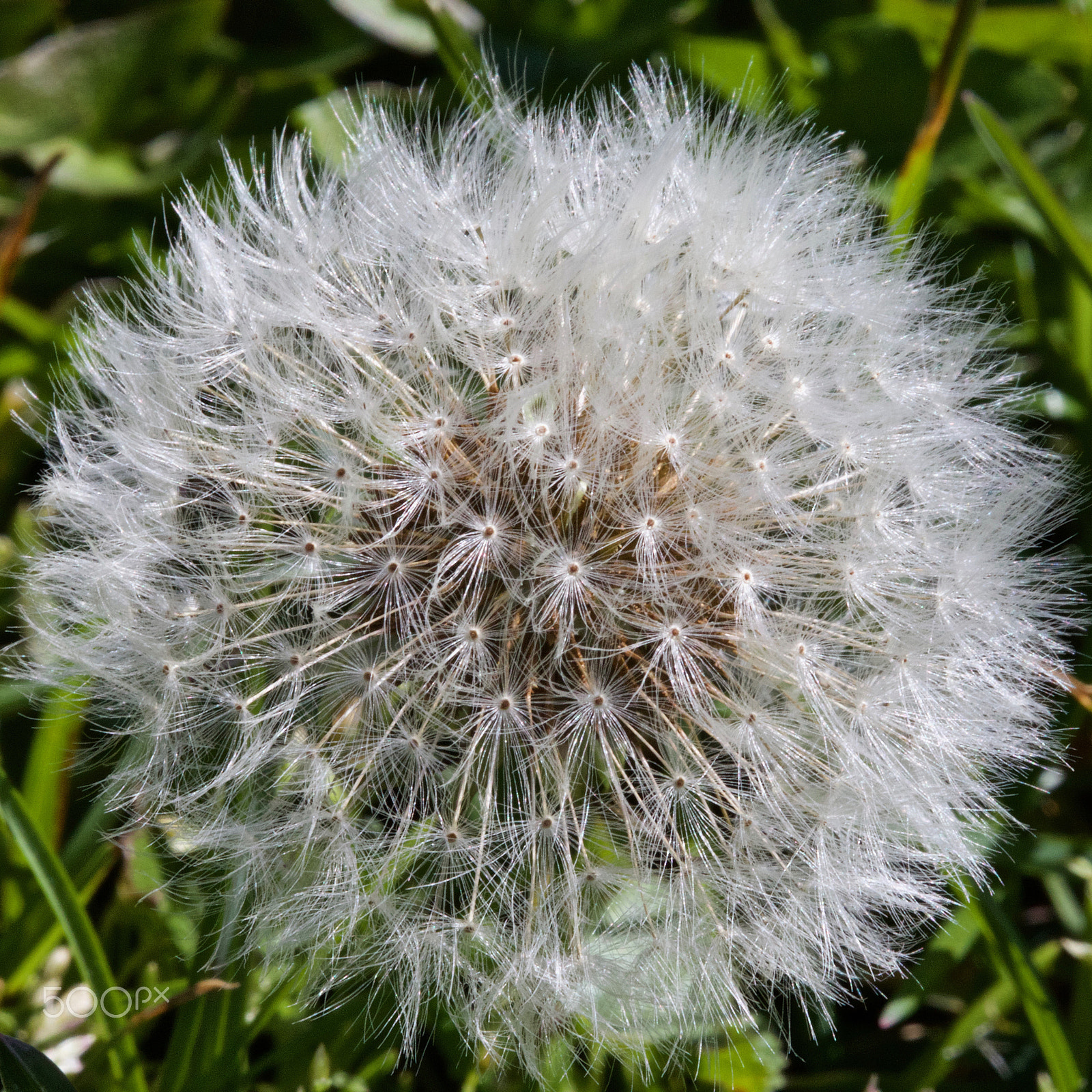 Canon EF 100mm F2.8L Macro IS USM sample photo. Dandelion photography