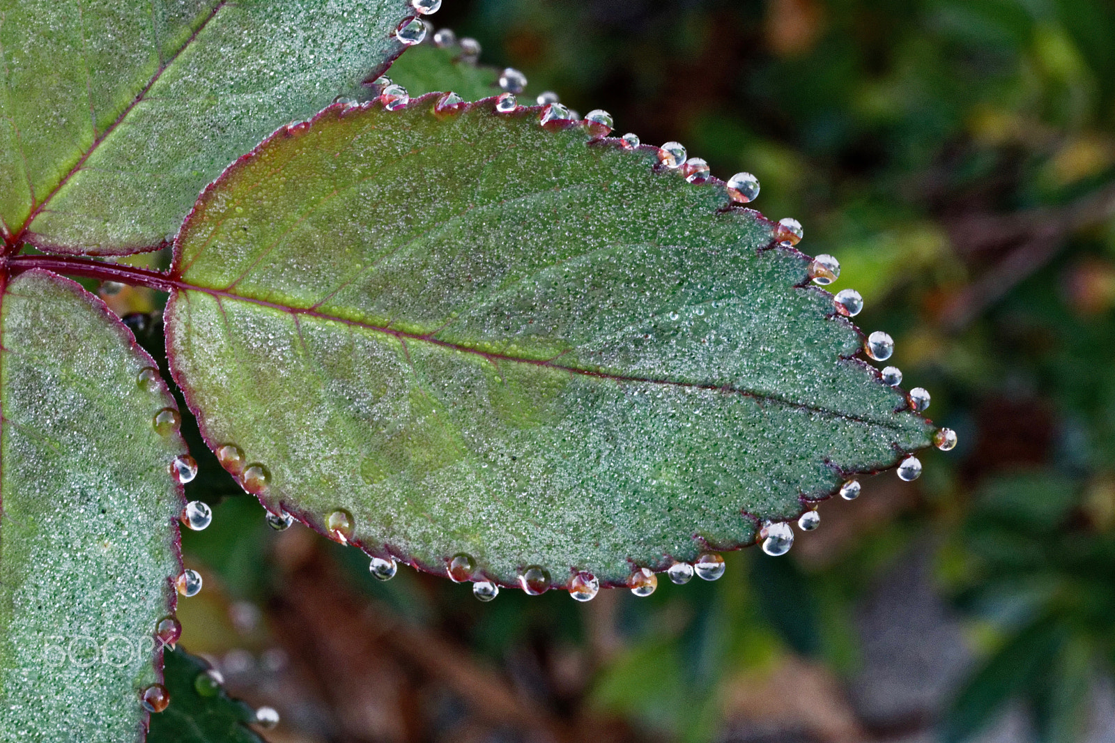 Canon EF 100mm F2.8L Macro IS USM sample photo. Morning dew on rose leaf photography