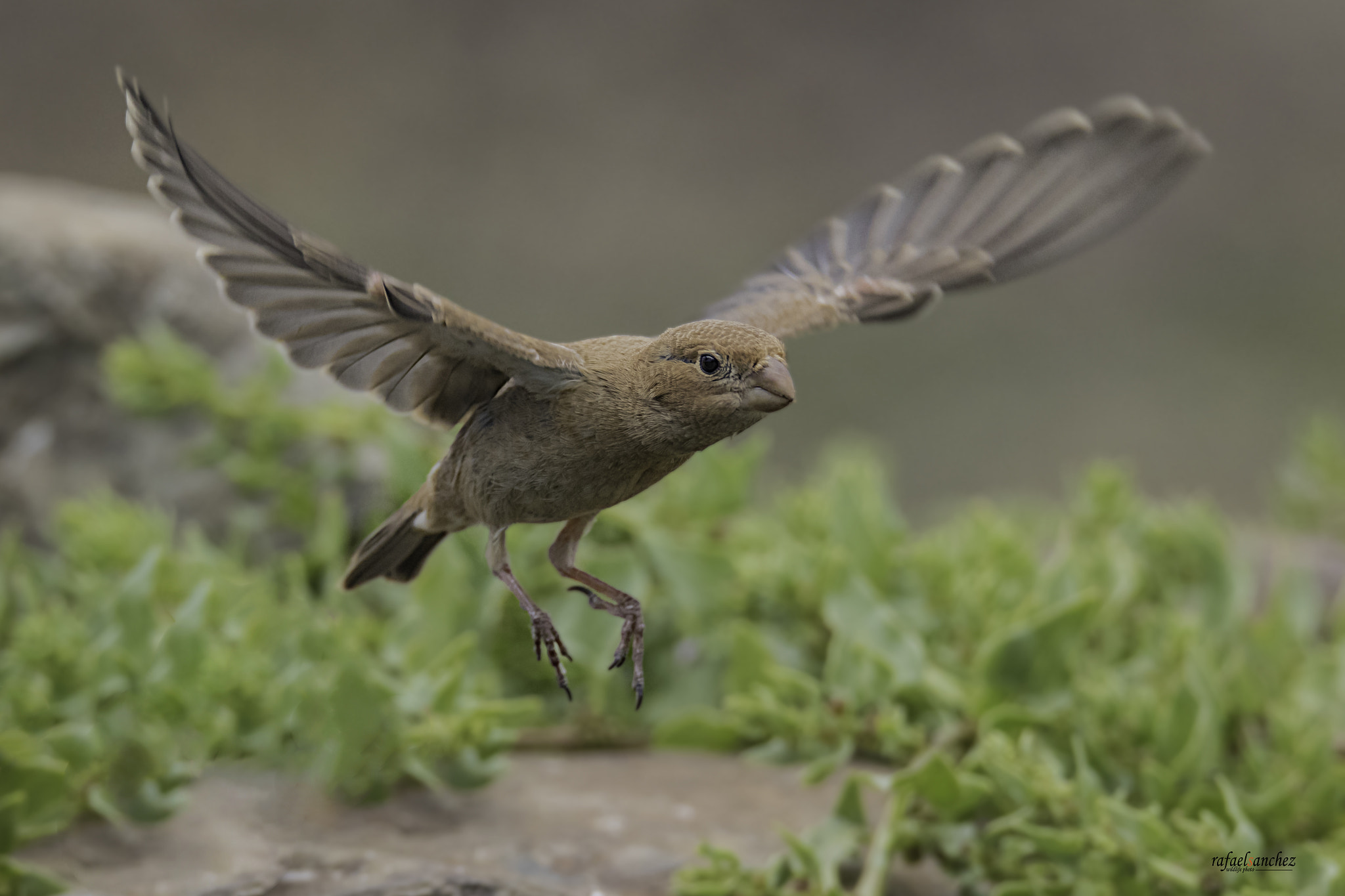 150-600mm F5-6.3 DG OS HSM | Sports 014 sample photo. Camachuelo trompetero - trumpeter finch photography