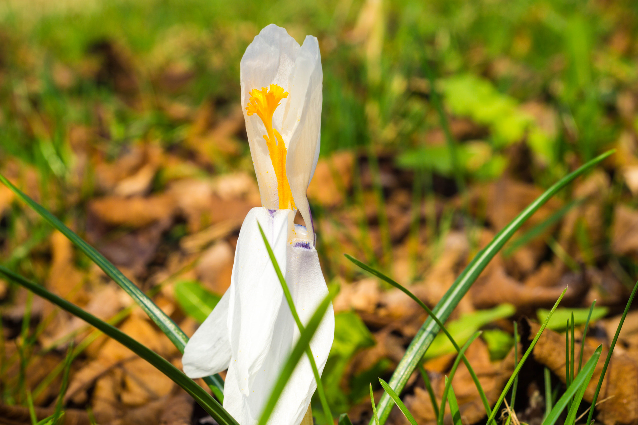 MACRO 50mm F2.8 sample photo. Völlig einsam photography