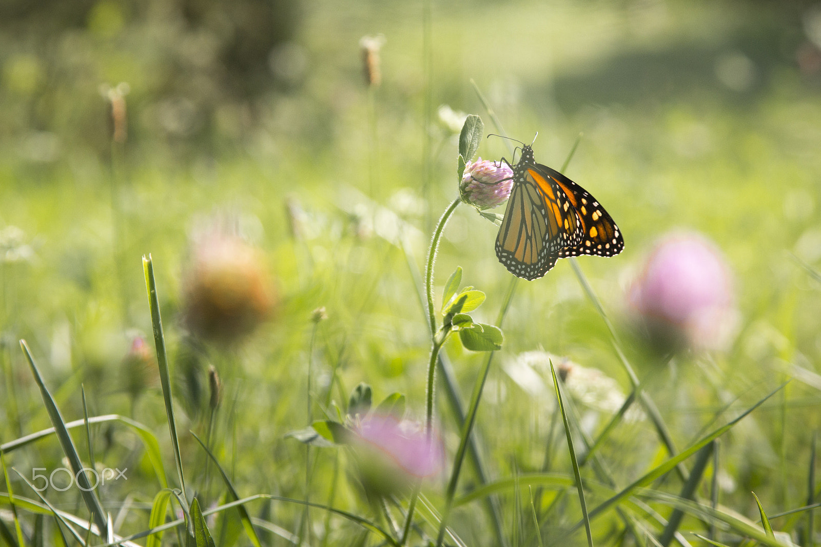 Canon EF 24-105mm F4L IS USM sample photo. Butterfly 2 photography