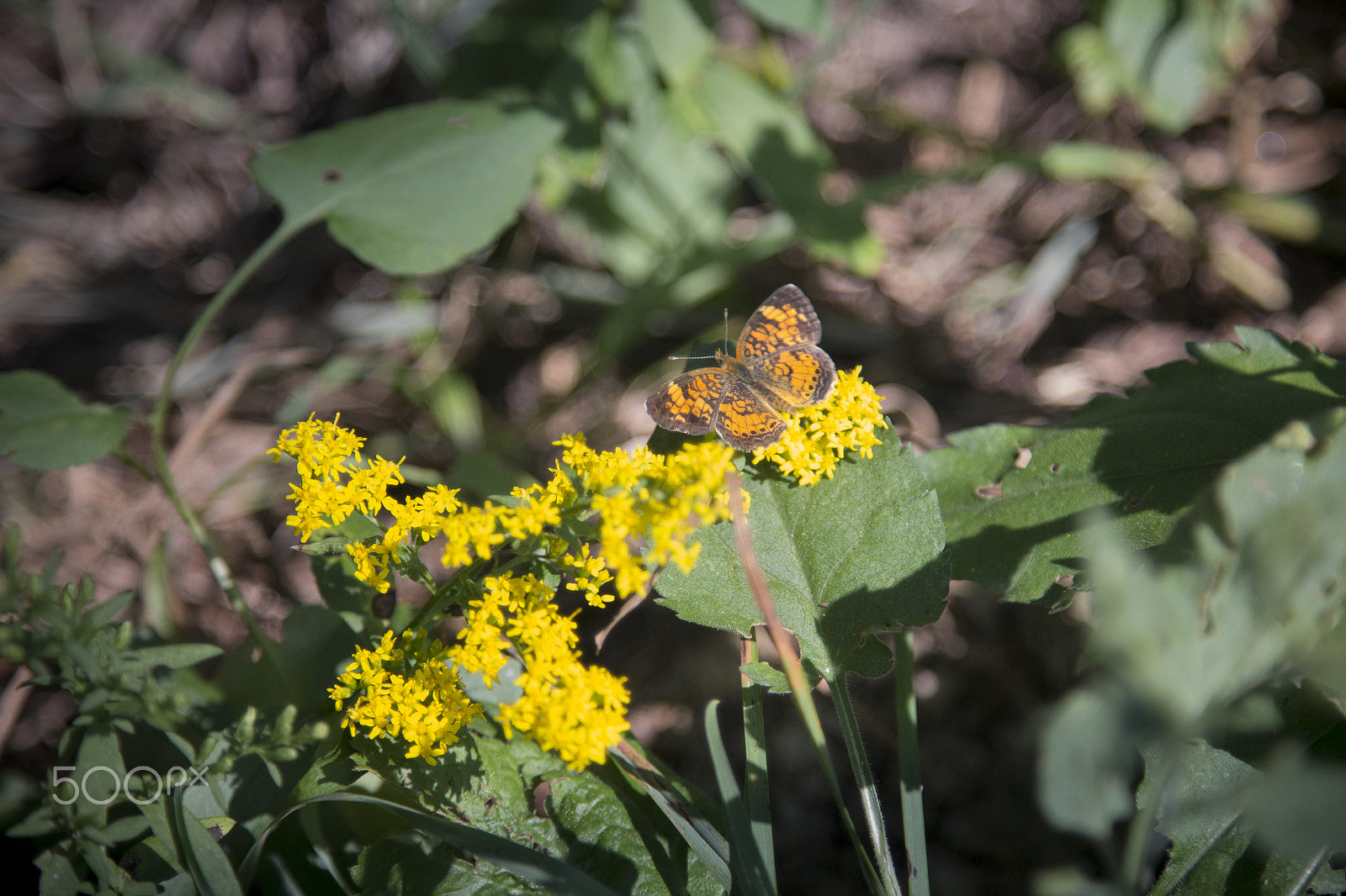 Canon EF 24-105mm F4L IS USM sample photo. Butterfly 3 photography