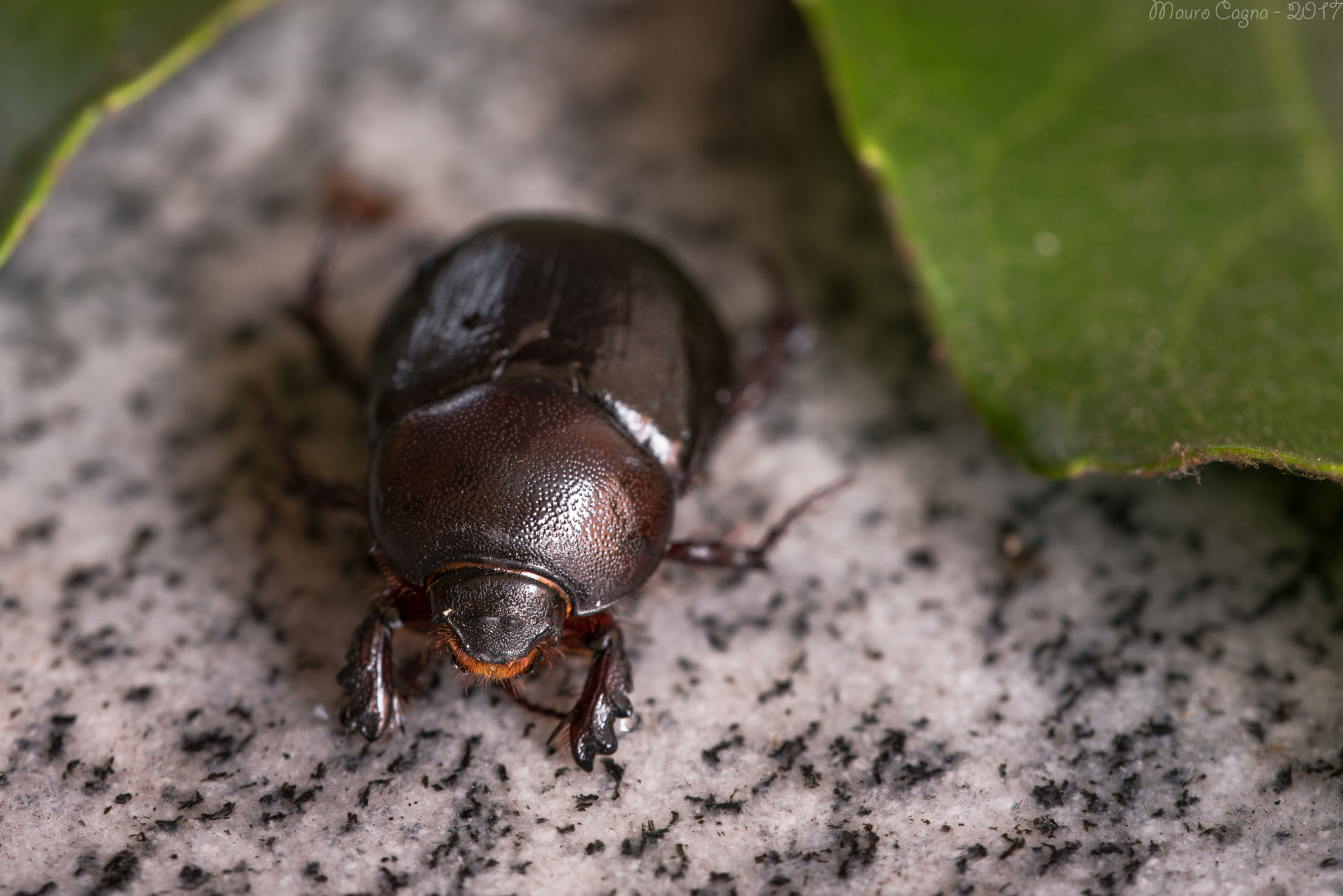 Sigma 150mm F2.8 EX DG OS Macro HSM sample photo. Cervo volante (lucanus cervus, linnaeus, 1758) photography