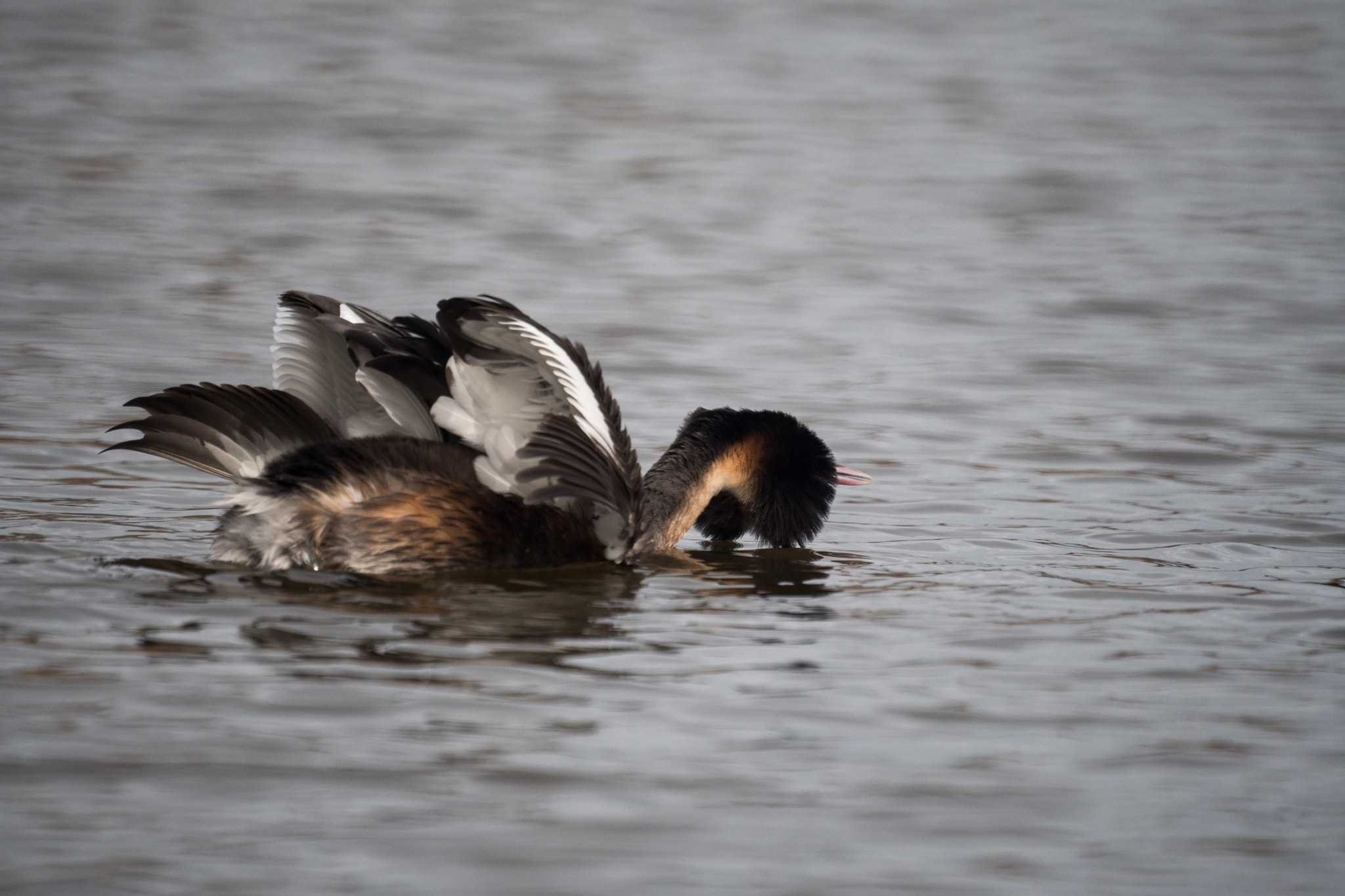 Sony a6500 + Sony 500mm F8 Reflex sample photo. Spring is in the air, grebes arena photography