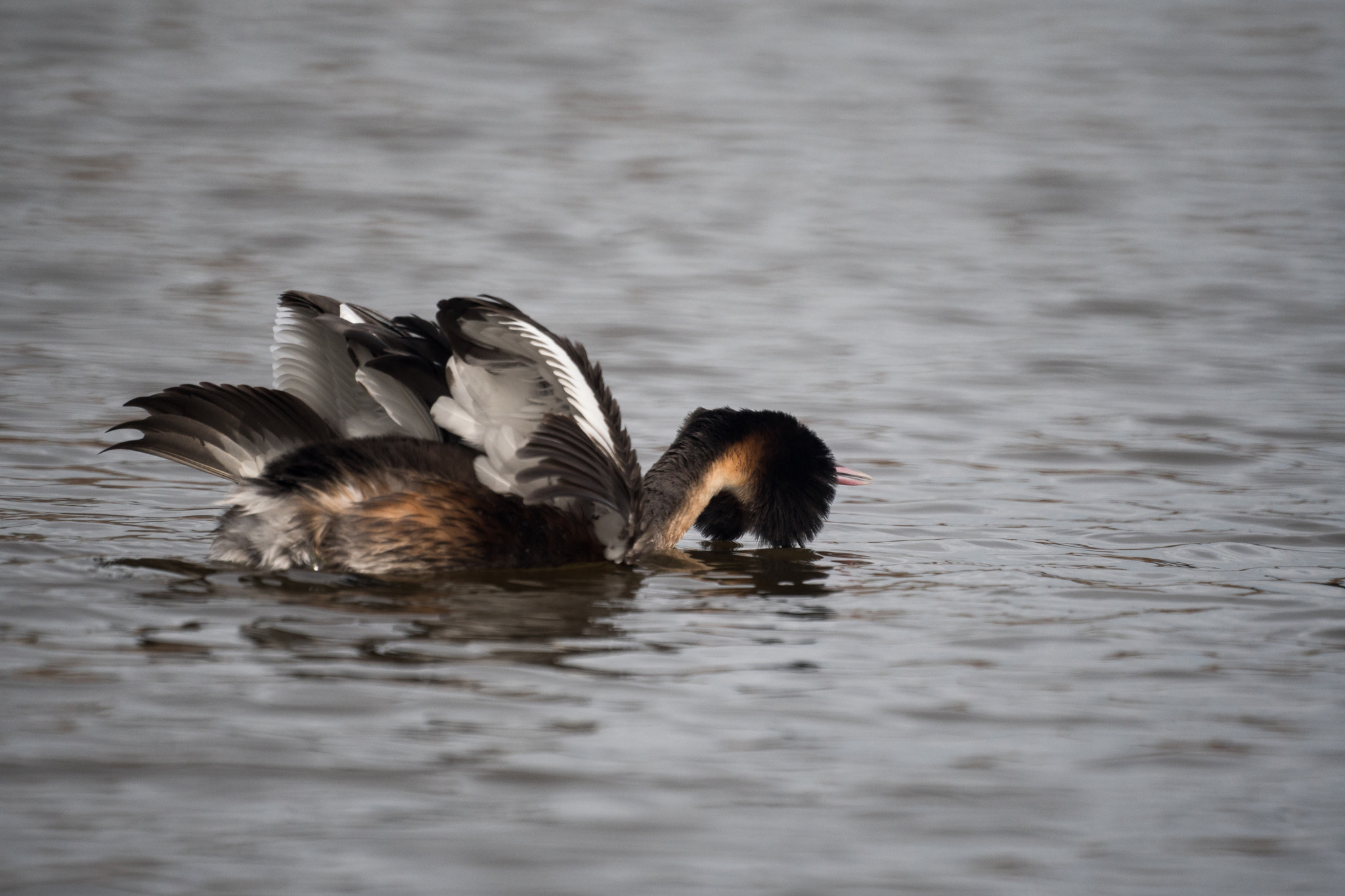 Sony 500mm F8 Reflex sample photo. Spring is in the air, grebes arena photography