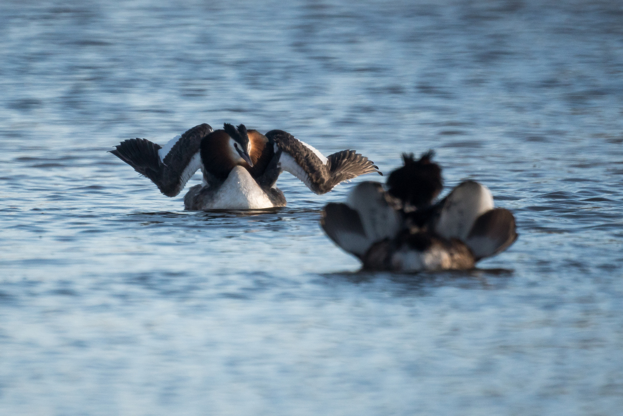 Sony a6500 + Sony 500mm F8 Reflex sample photo. Spring is in the air, grebes arena photography