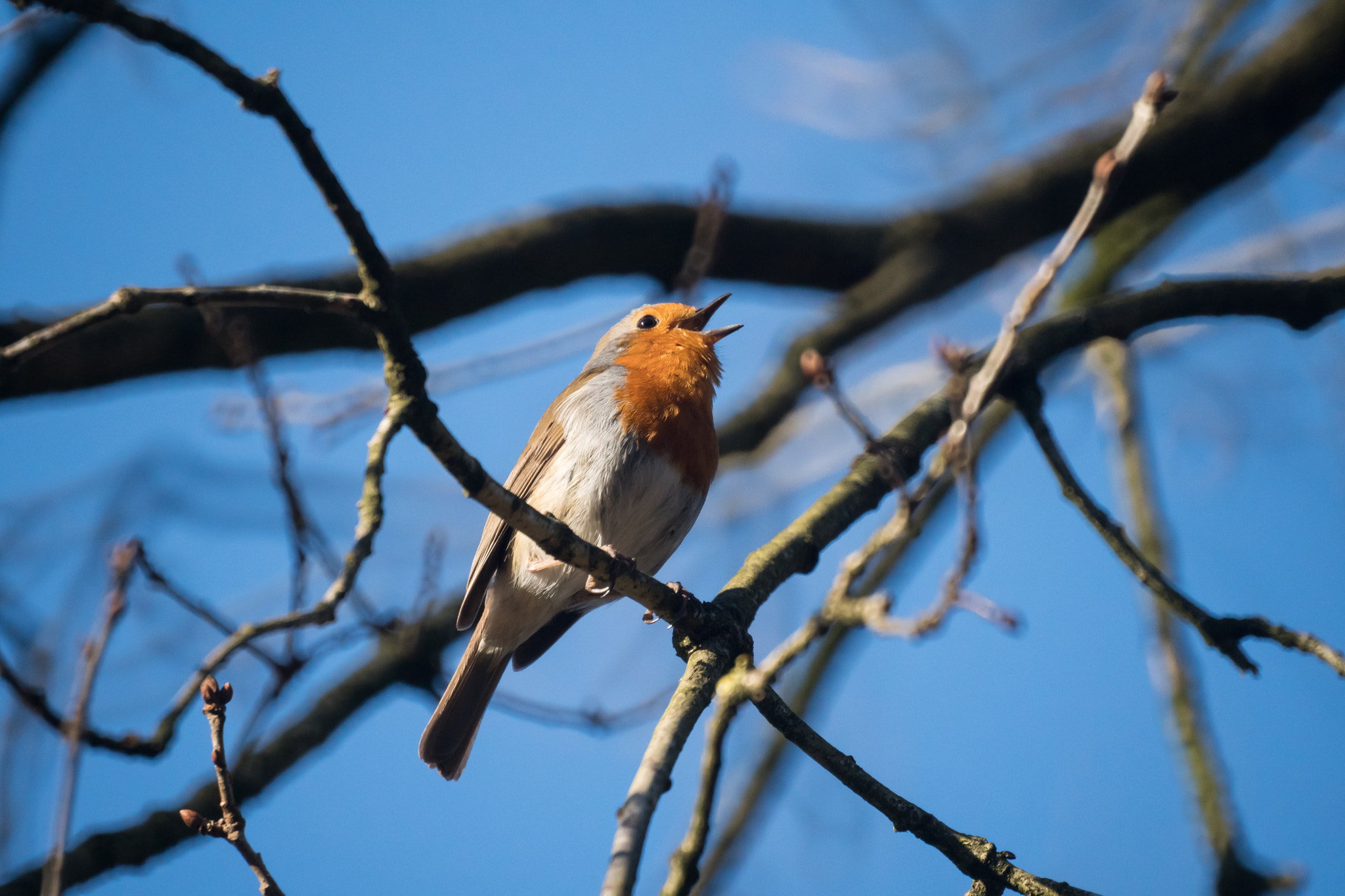 Sony a6500 + Sony 500mm F8 Reflex sample photo. Spring is in the air, robin photography