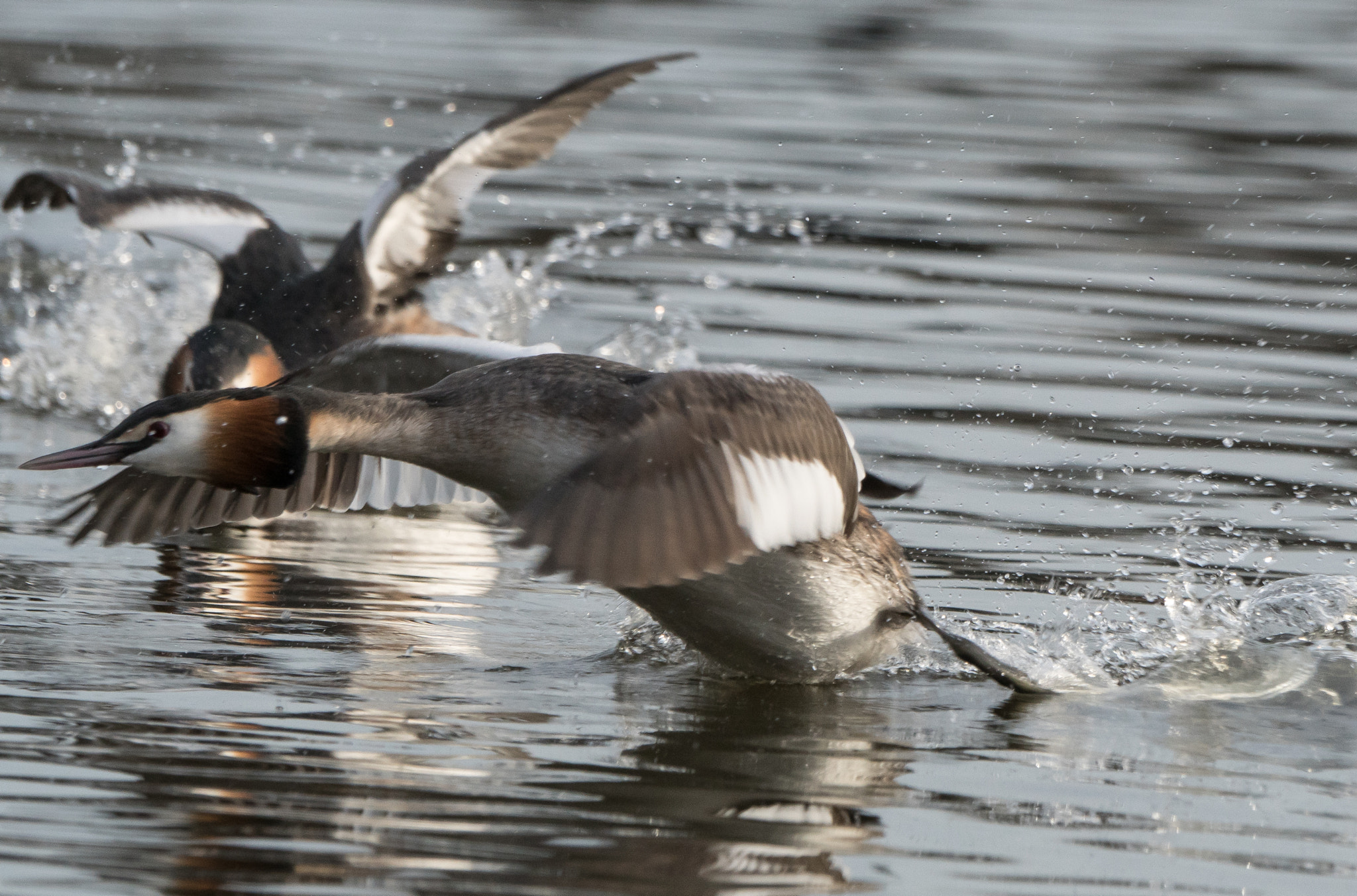 Sony ILCA-77M2 + Sony 70-400mm F4-5.6 G SSM II sample photo. Spring is in the air, grebes arena photography