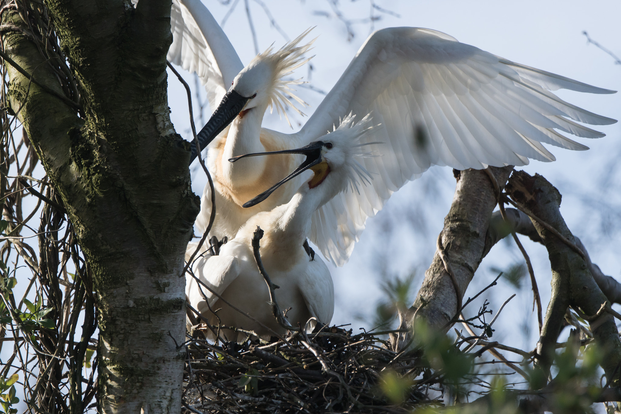 Sony ILCA-77M2 + Sony 70-400mm F4-5.6 G SSM II sample photo. Spring is in the air, spoonbills photography