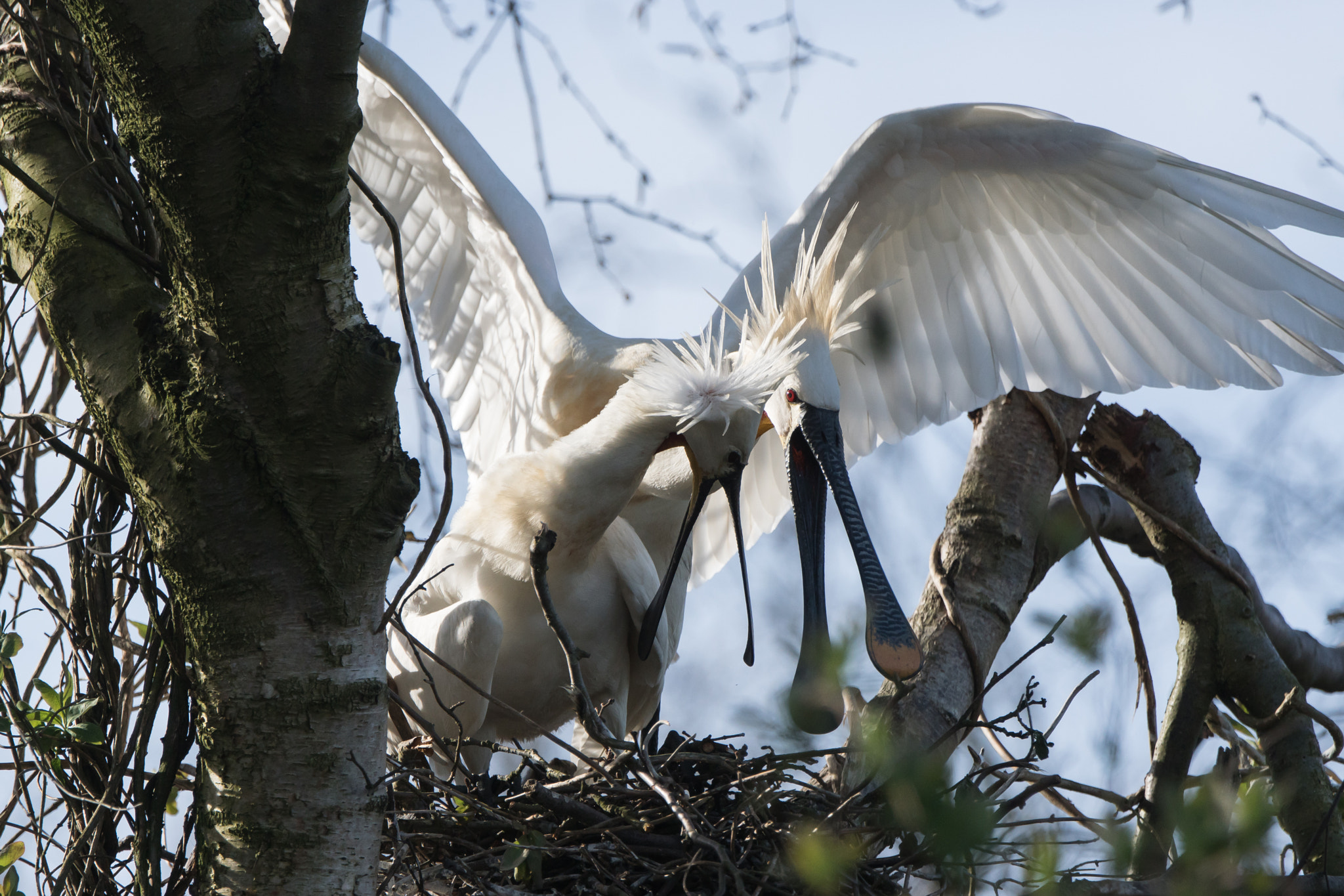 Sony 70-400mm F4-5.6 G SSM II sample photo. Spring is in the air, spoonbills photography
