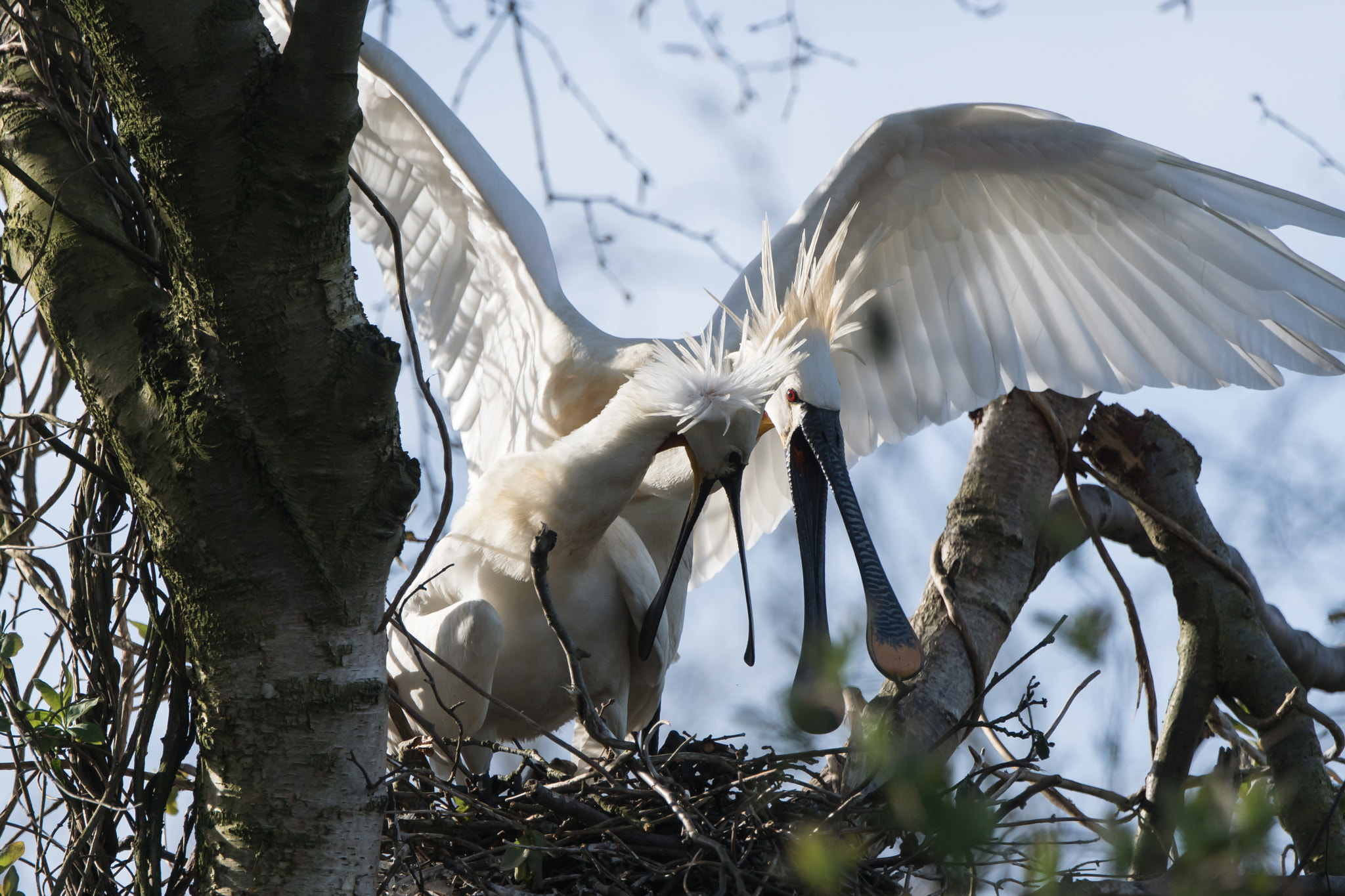 Sony ILCA-77M2 + Sony 70-400mm F4-5.6 G SSM II sample photo. Spring is in the air, spoonbills photography