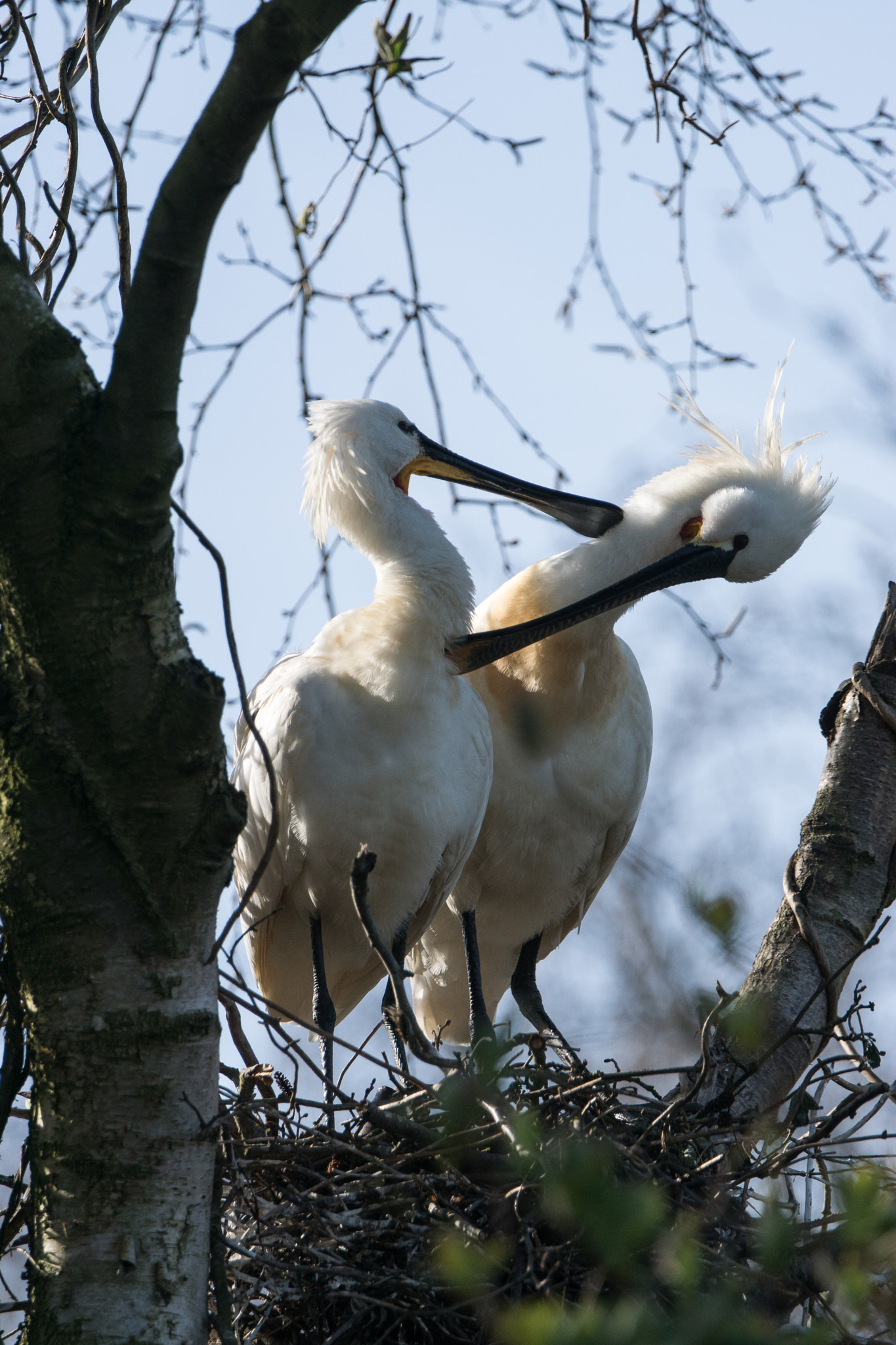 Sony ILCA-77M2 + Sony 70-400mm F4-5.6 G SSM II sample photo. Spring is in the air, spoonbills photography