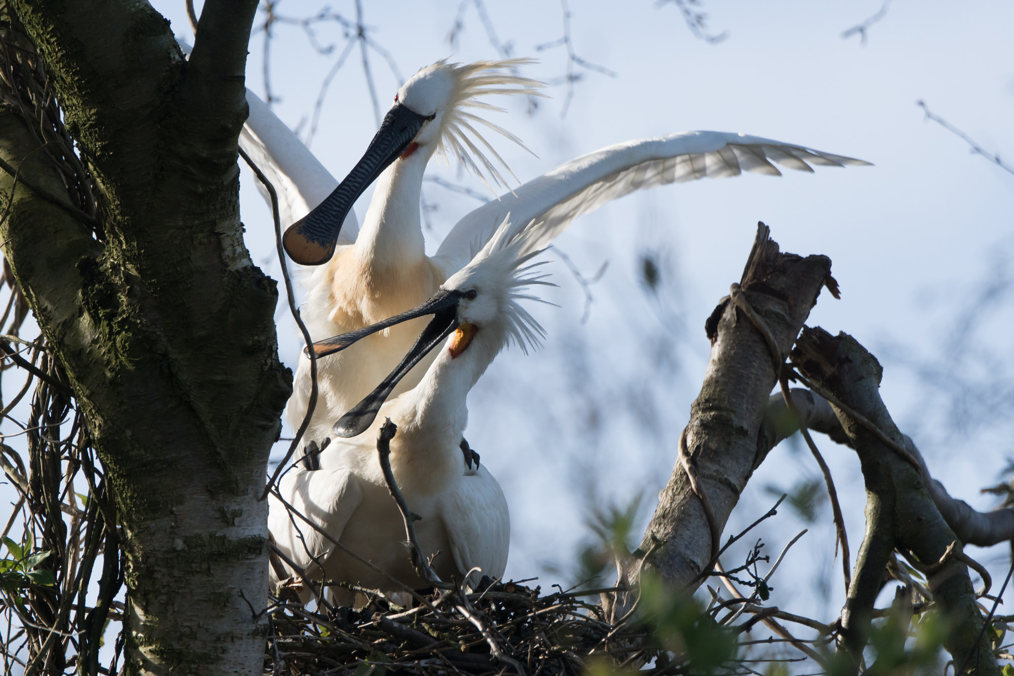 Sony 70-400mm F4-5.6 G SSM II sample photo. Spring is in the air, spoonbills photography