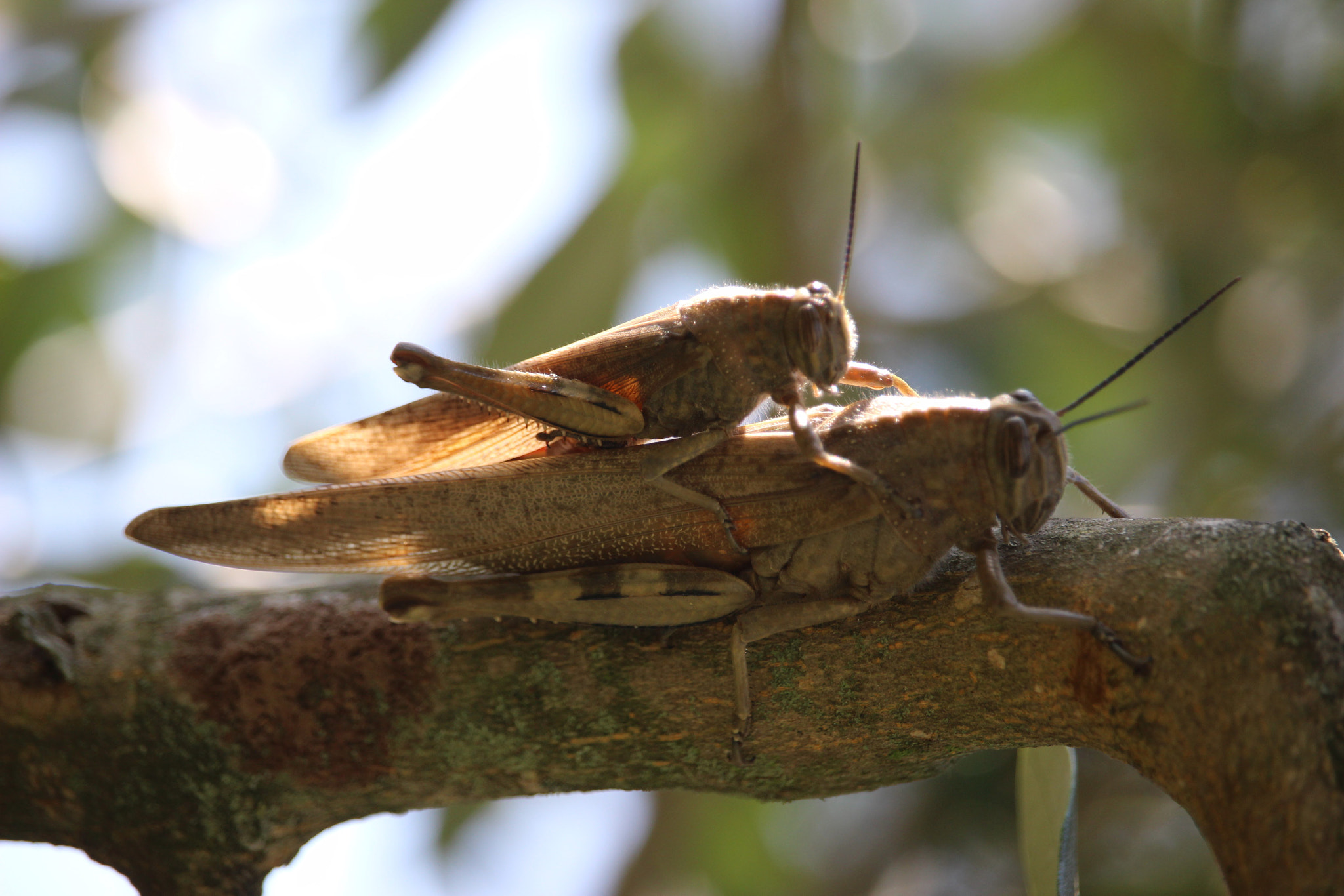 Canon EF-S 55-250mm F4-5.6 IS STM sample photo. Xxx photography
