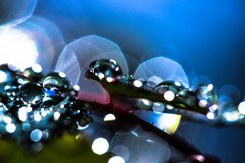 Canon EF 100mm F2.8 Macro USM sample photo. Kind of blue photography