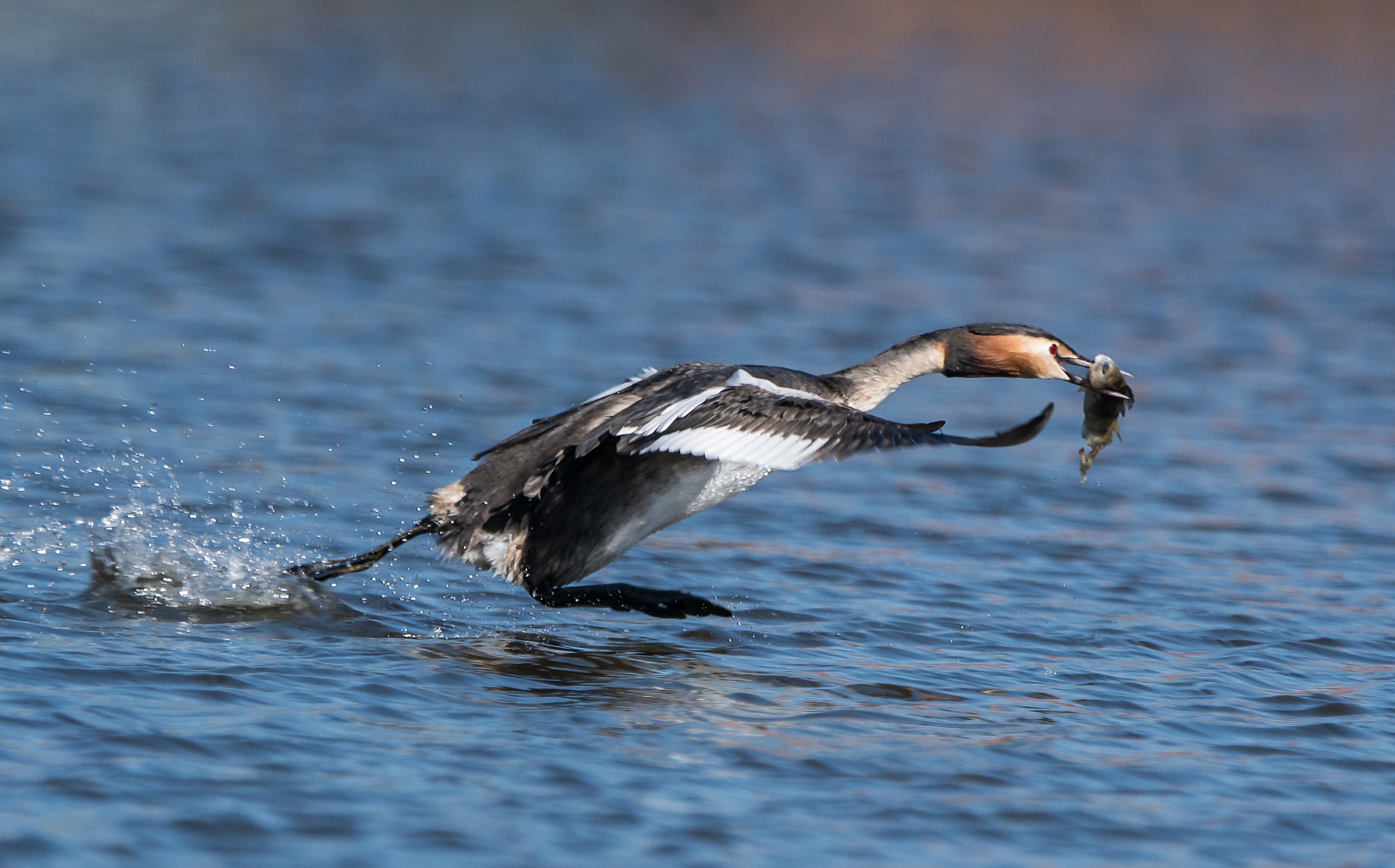 Sony ILCA-77M2 sample photo. Spring is in the air, grebes arena photography