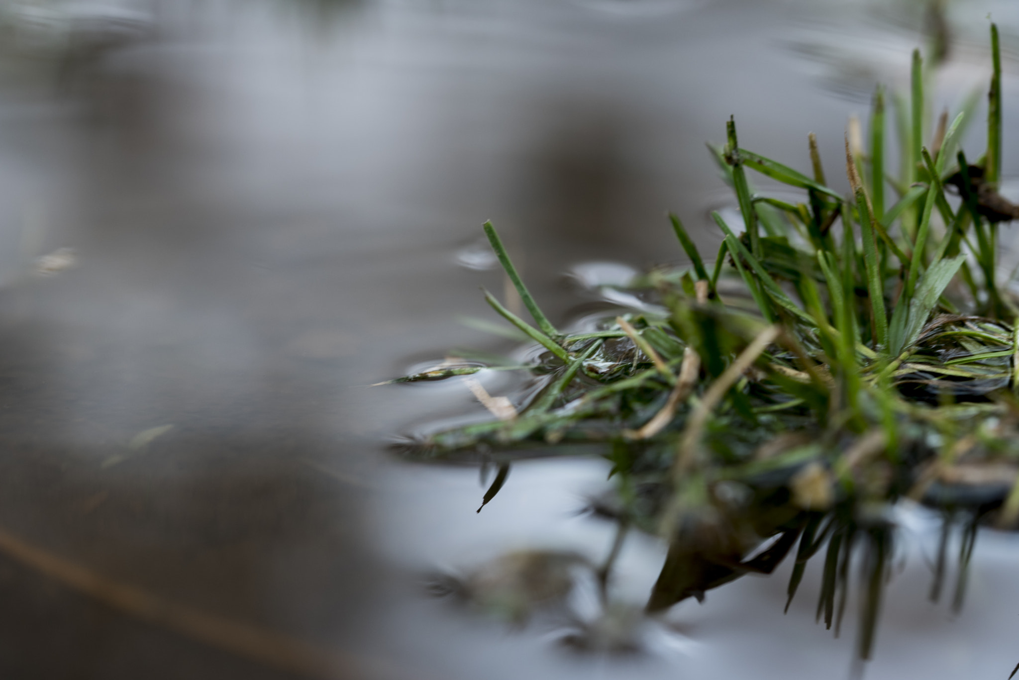 Sigma 105mm F2.8 EX DG OS HSM sample photo. 365/013 photography