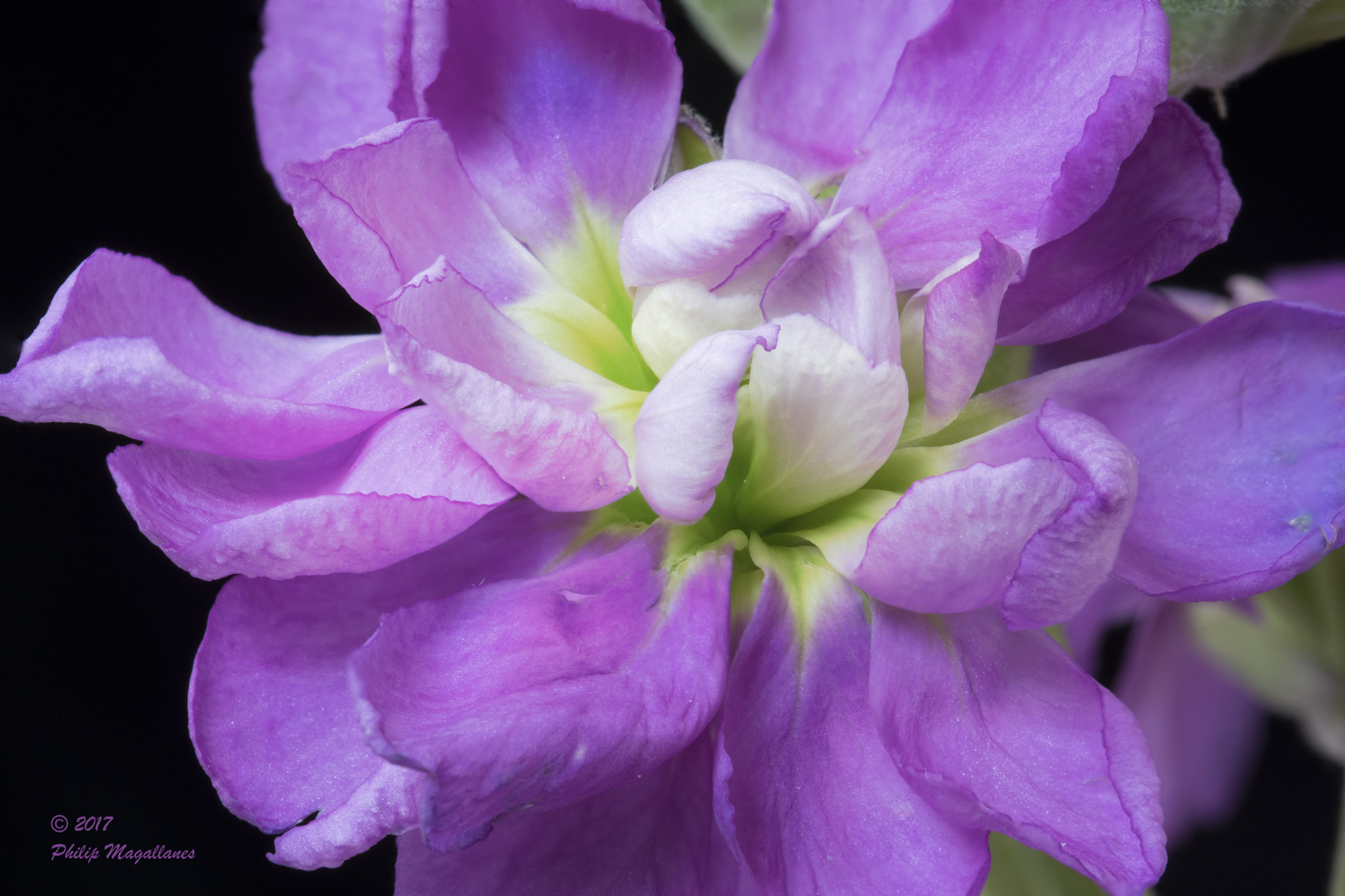 Nikon D500 sample photo. Stalk on black photography