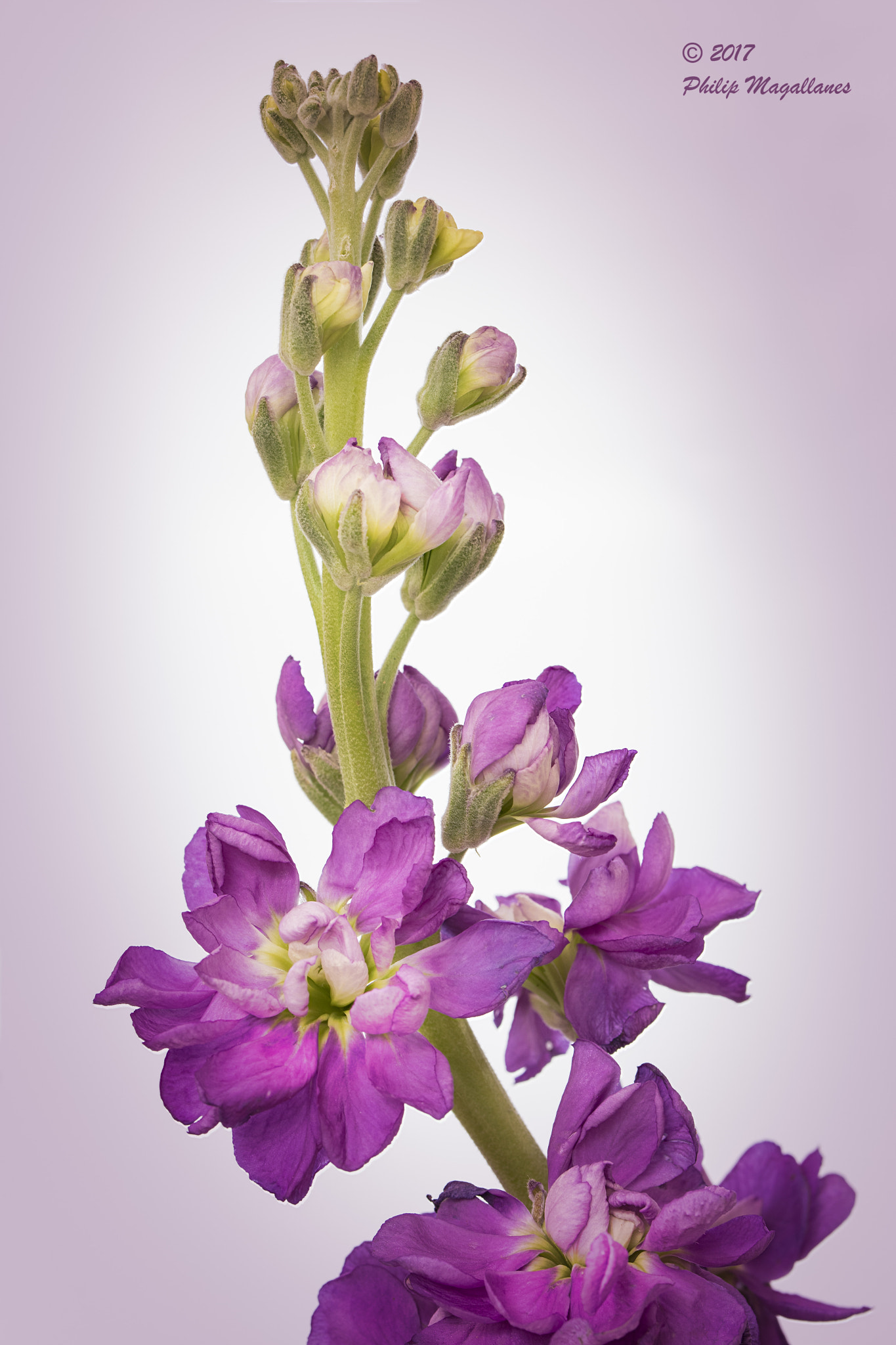 Nikon D500 sample photo. Stalk on white photography