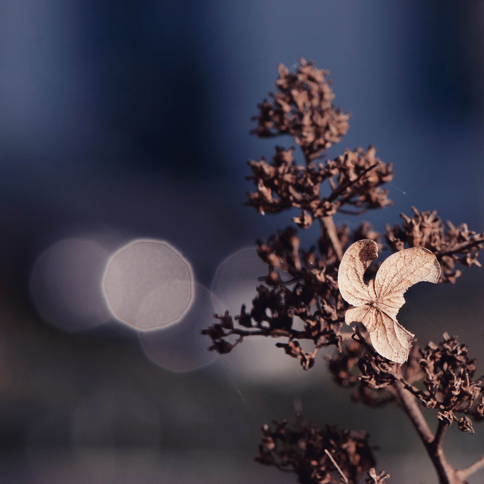 Nikon AF-S Micro-Nikkor 105mm F2.8G IF-ED VR sample photo. Those things photography