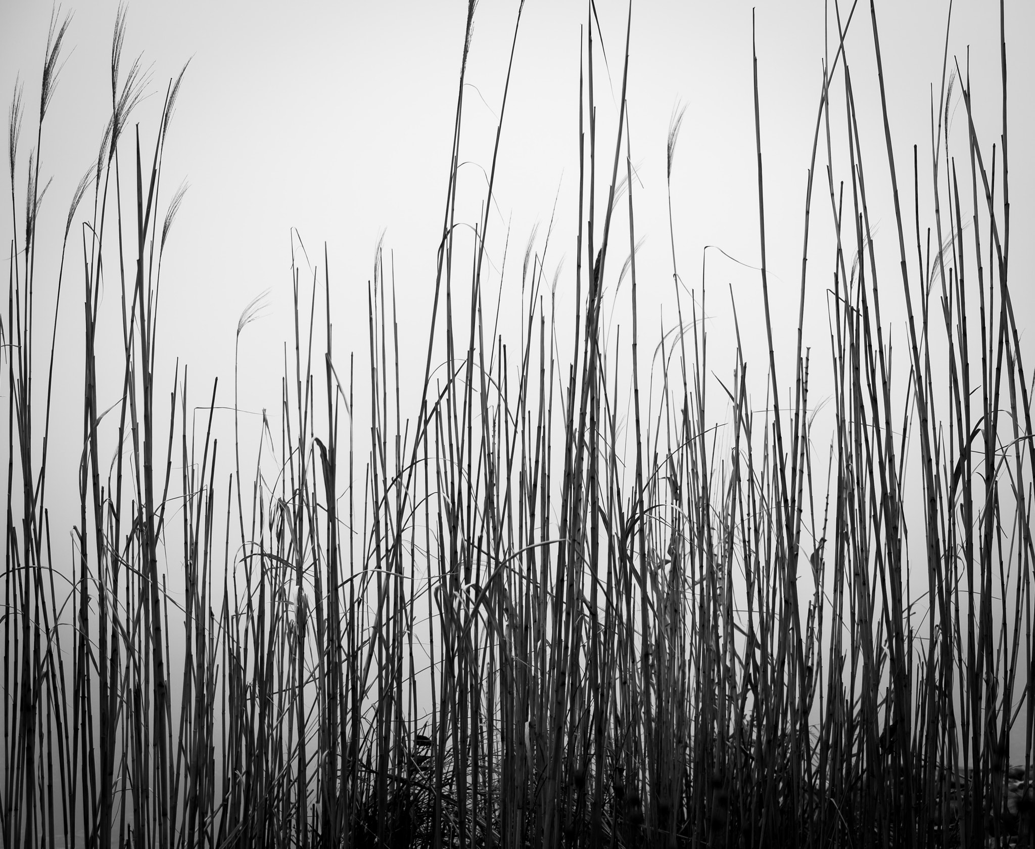 Fujifilm X-T1 sample photo. Crystal lake dune grass photography